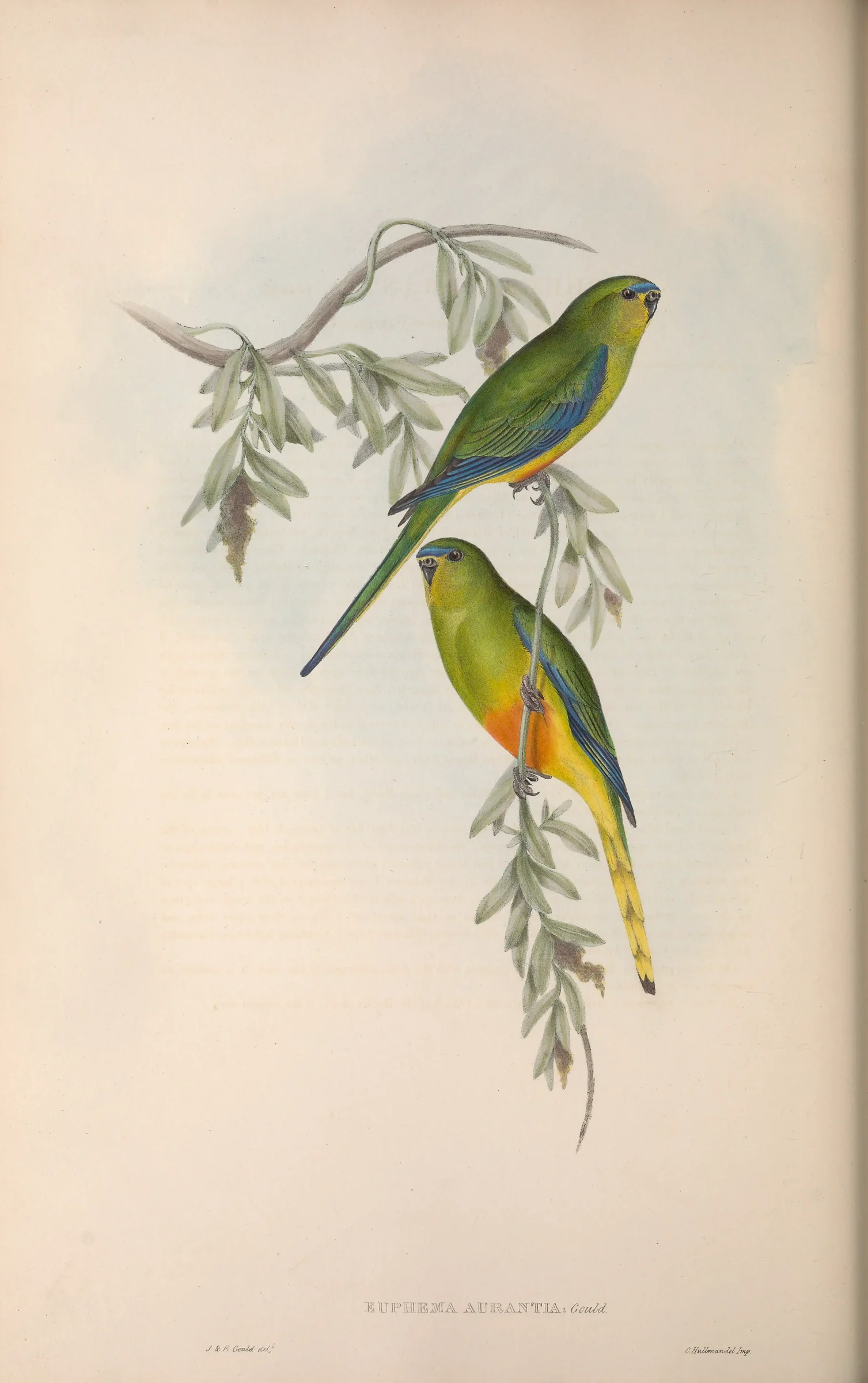 Historical bird plate: Orange-bellied Parrot