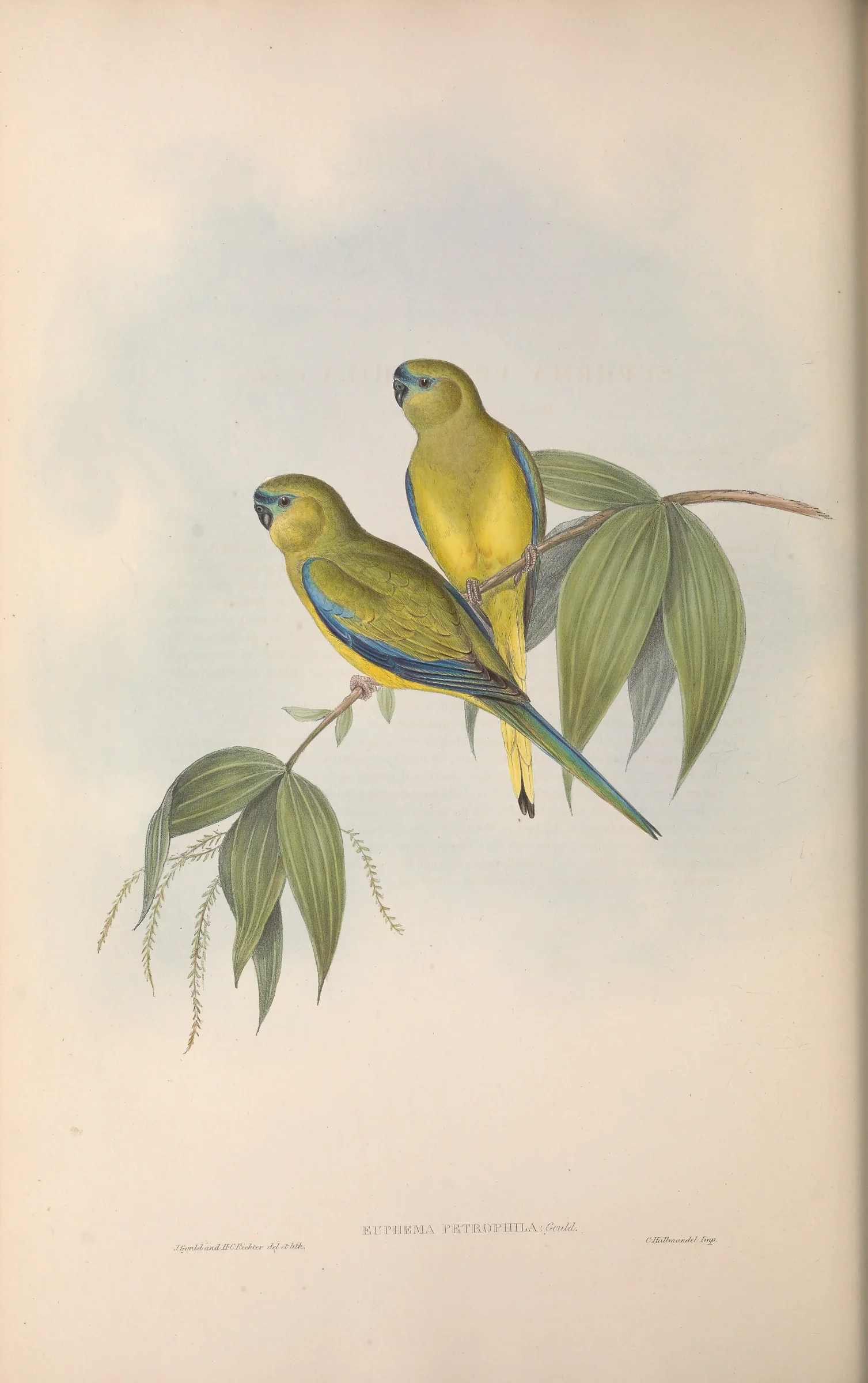 Historical bird plate: Rock Parrot