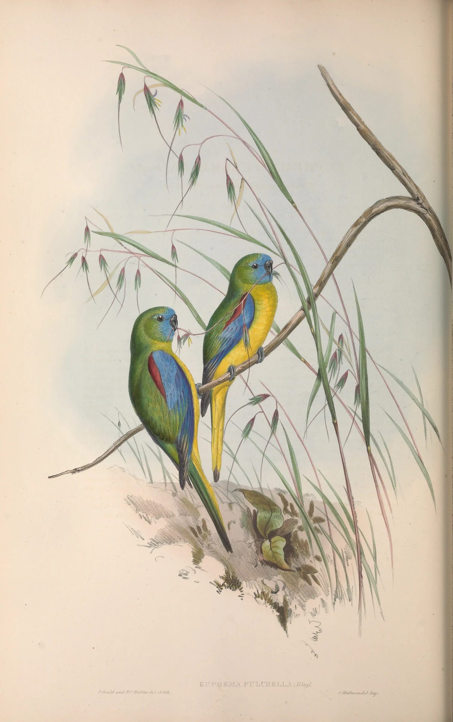 Historical bird plate: Turquoise Parrot