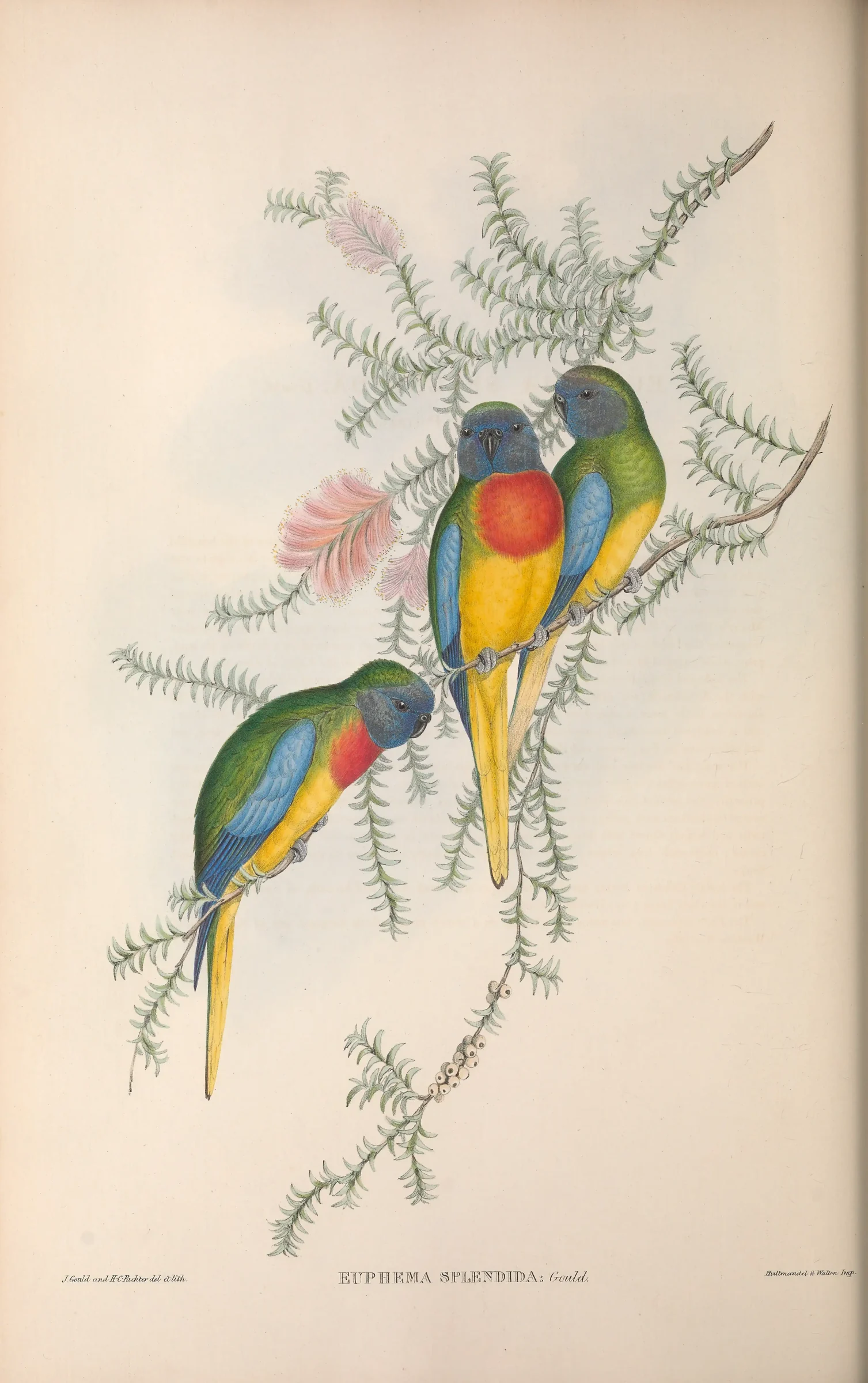 Historical bird plate: Scarlet-chested Parrot