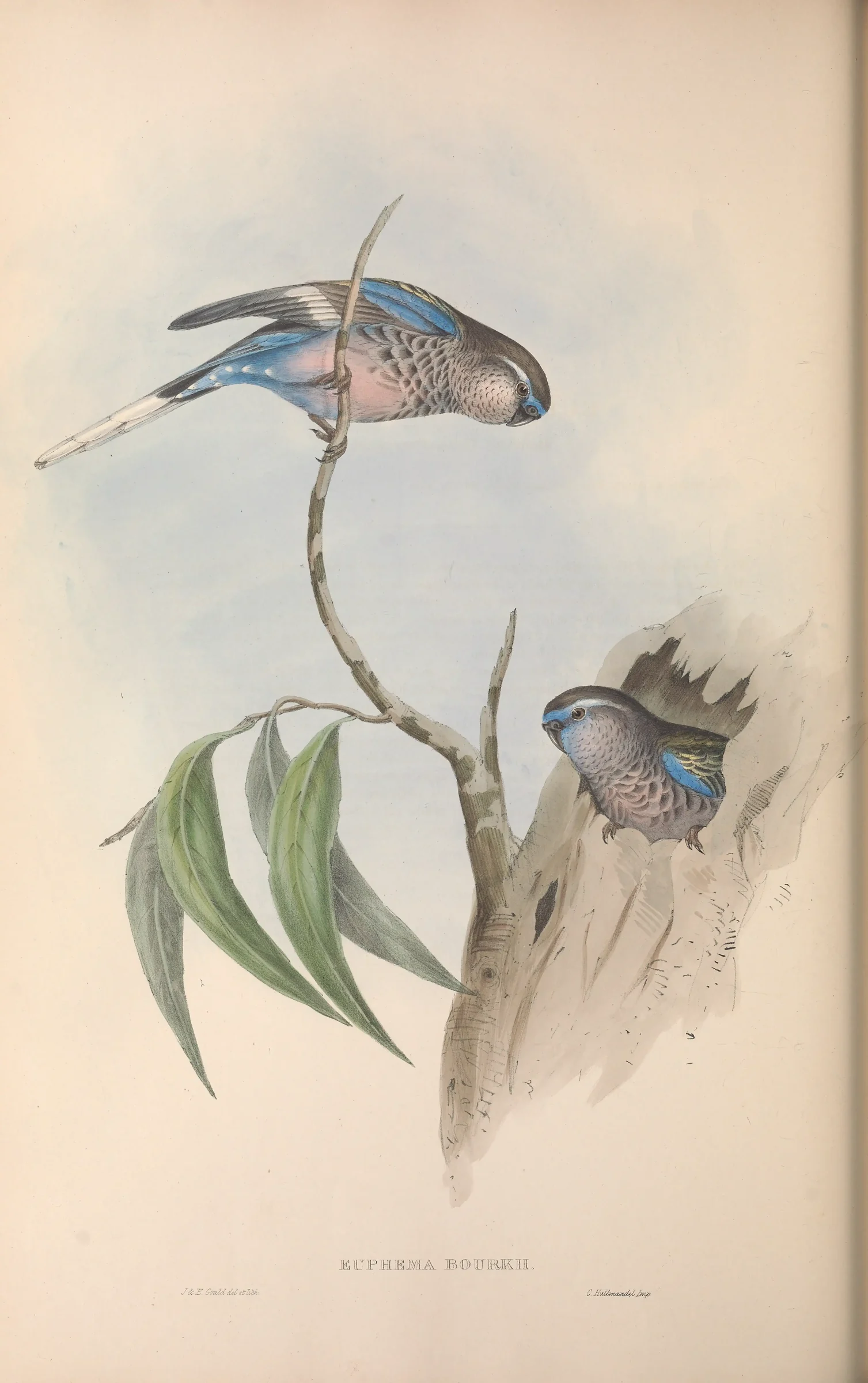Historical bird plate: Bourke's Parrot