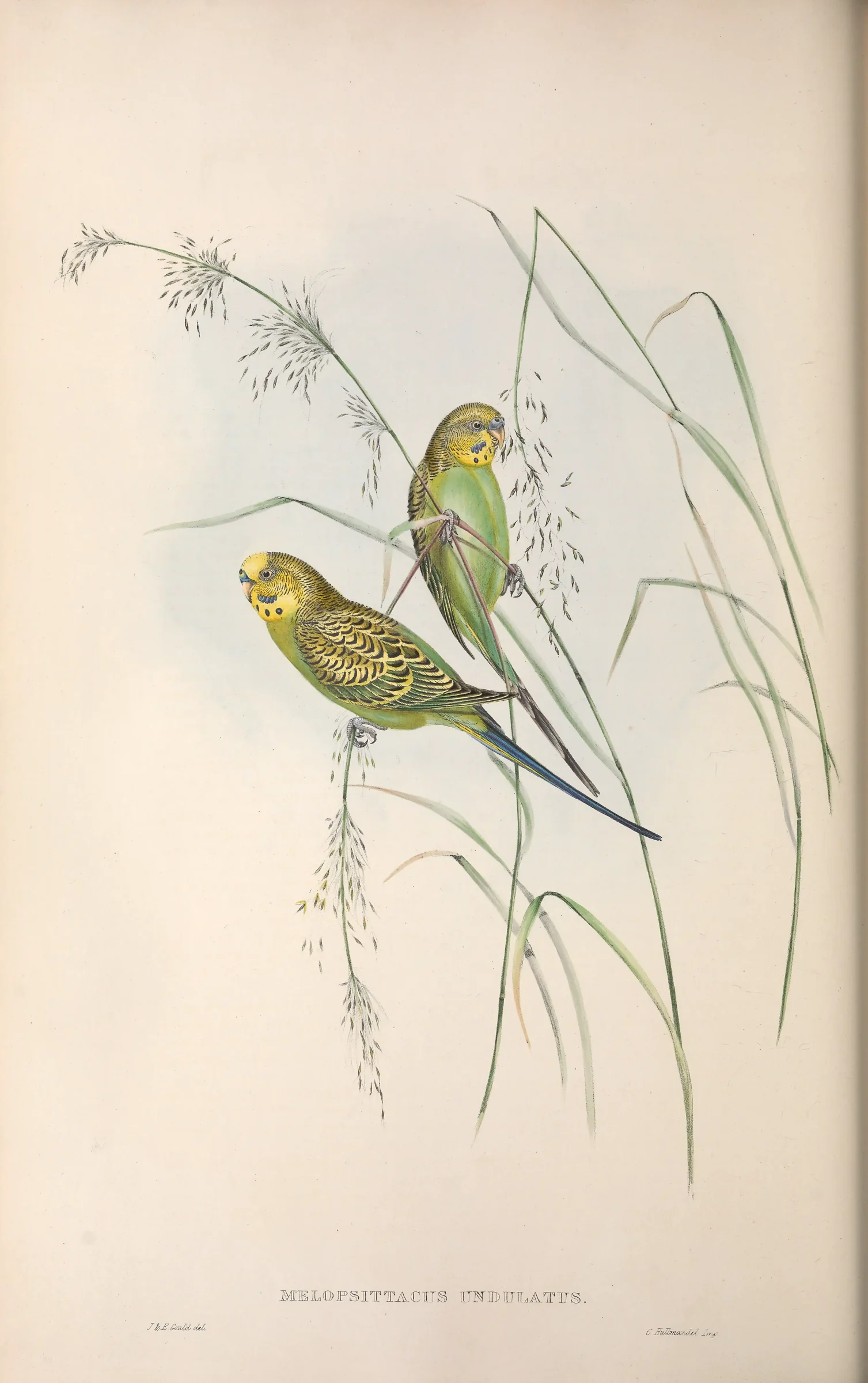Historical bird plate: Budgerigar