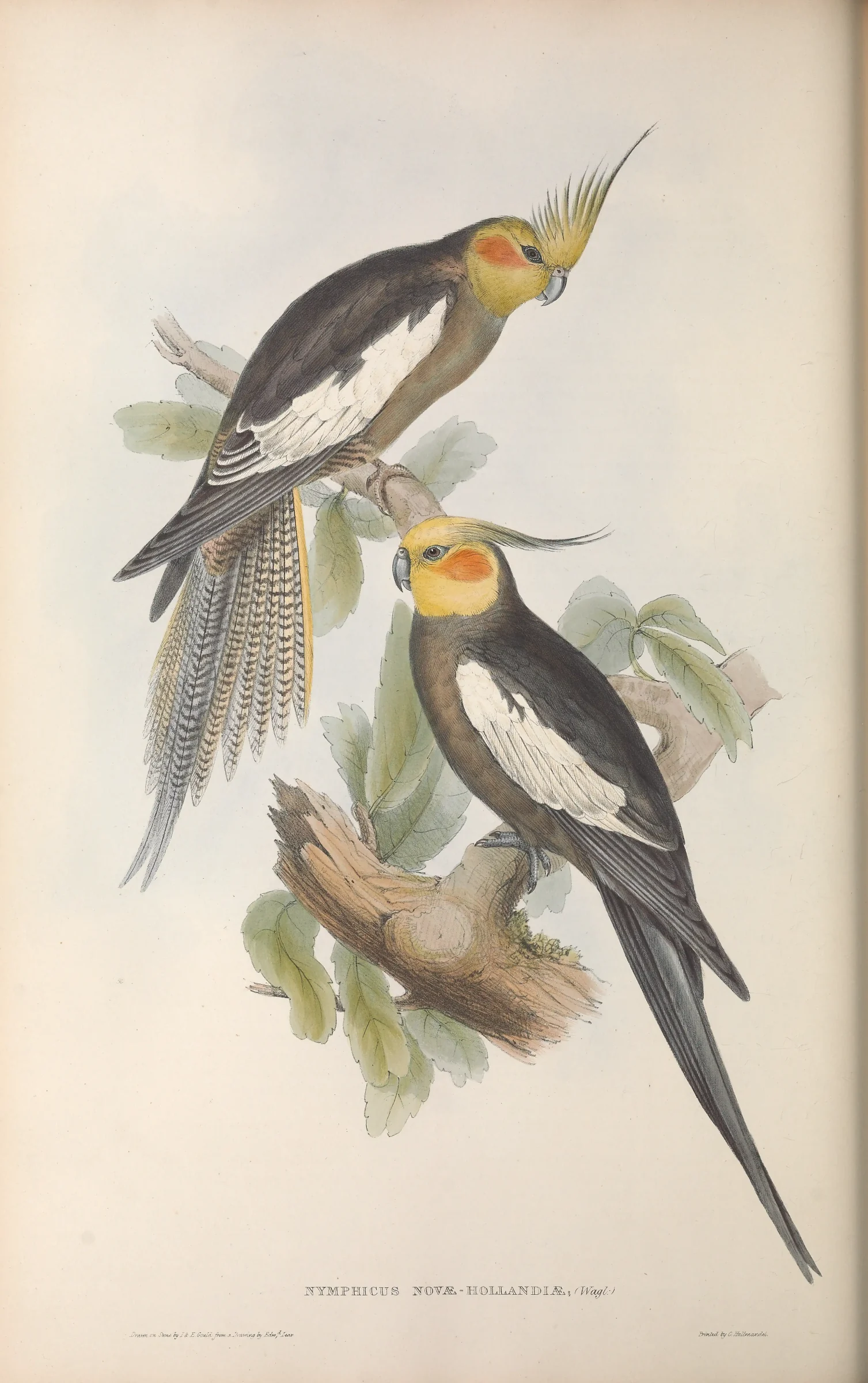 Historical bird plate: Cockatiel