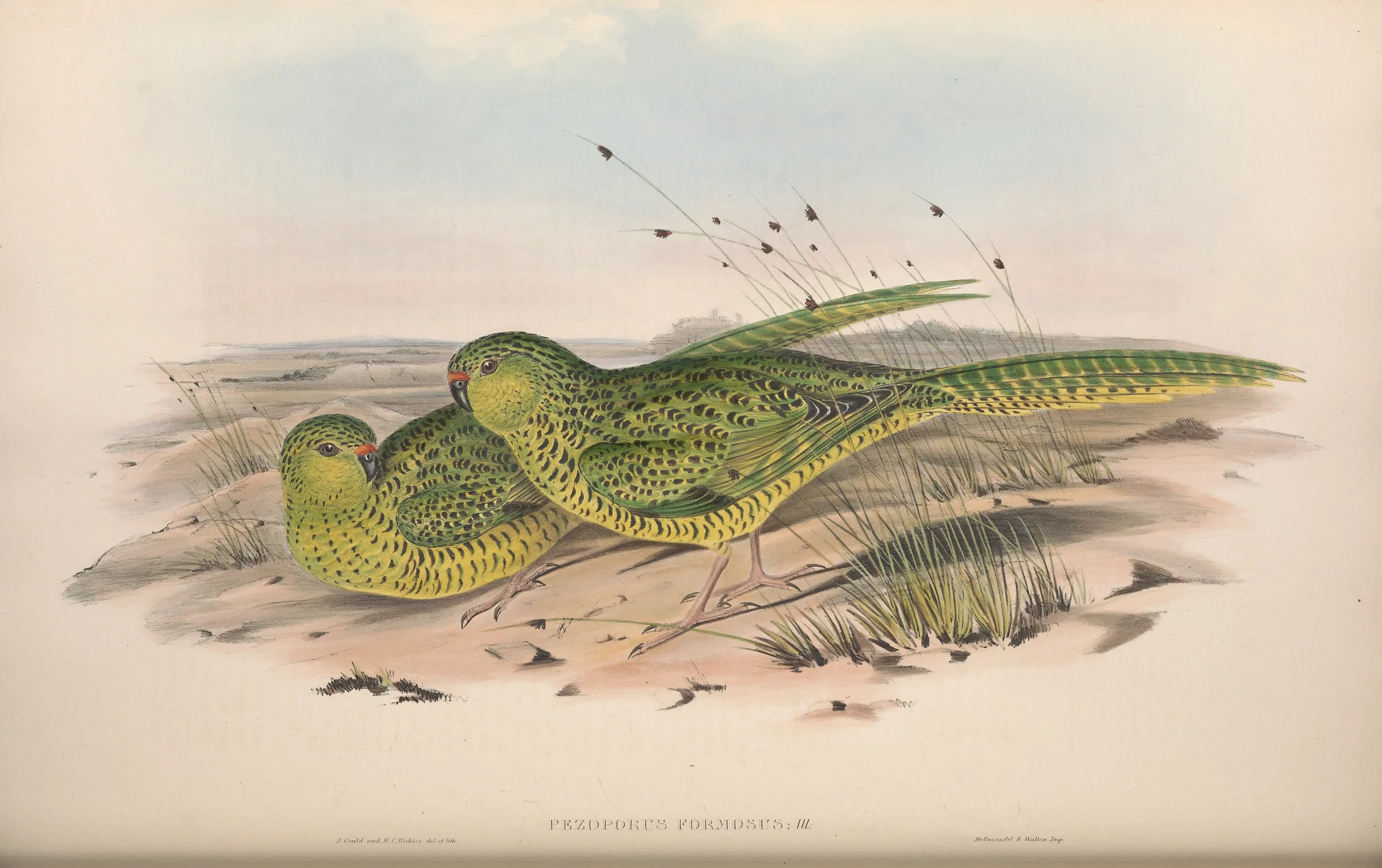 Historical bird plate: Ground Parrot