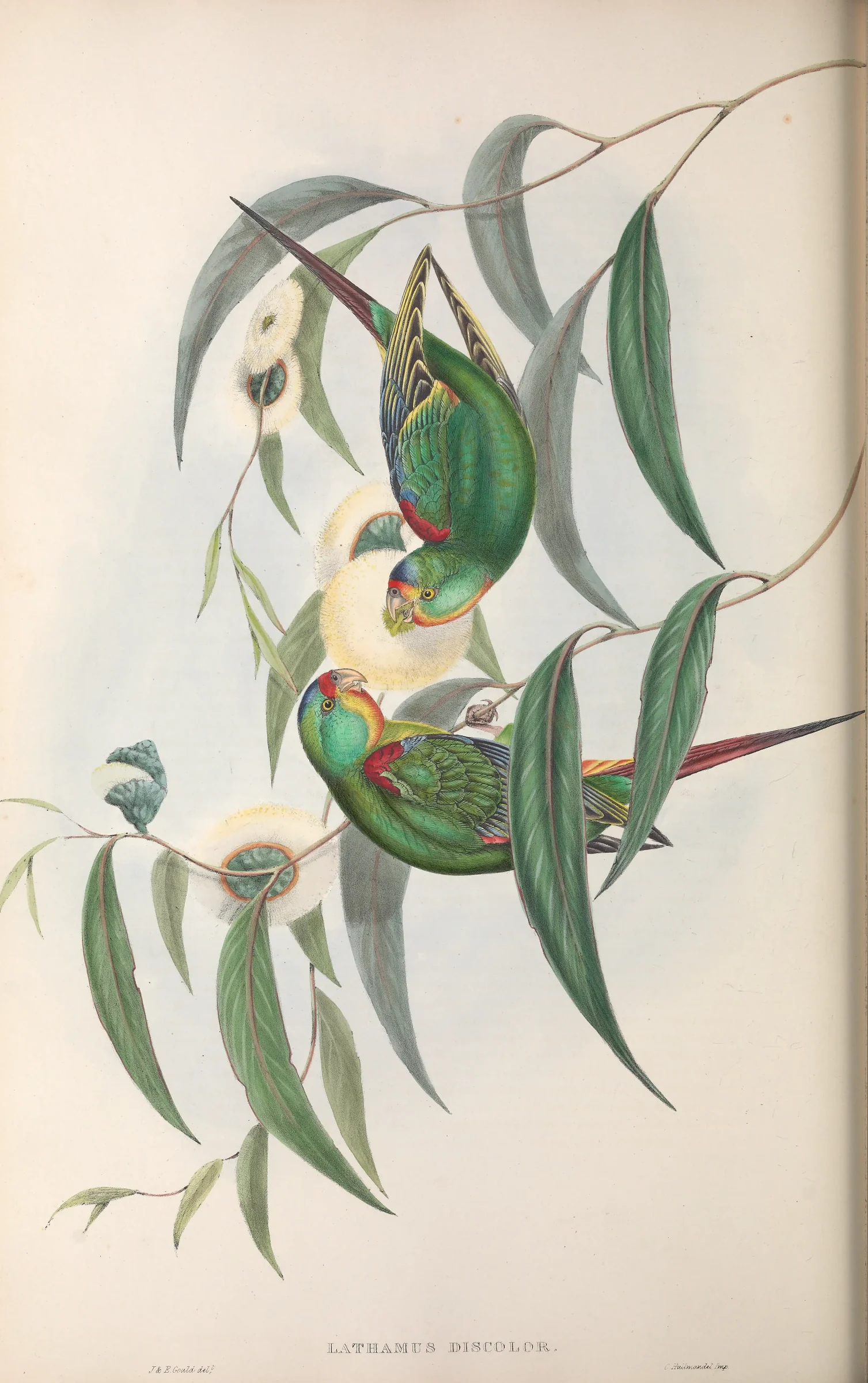 Historical bird plate: Swift Parrot