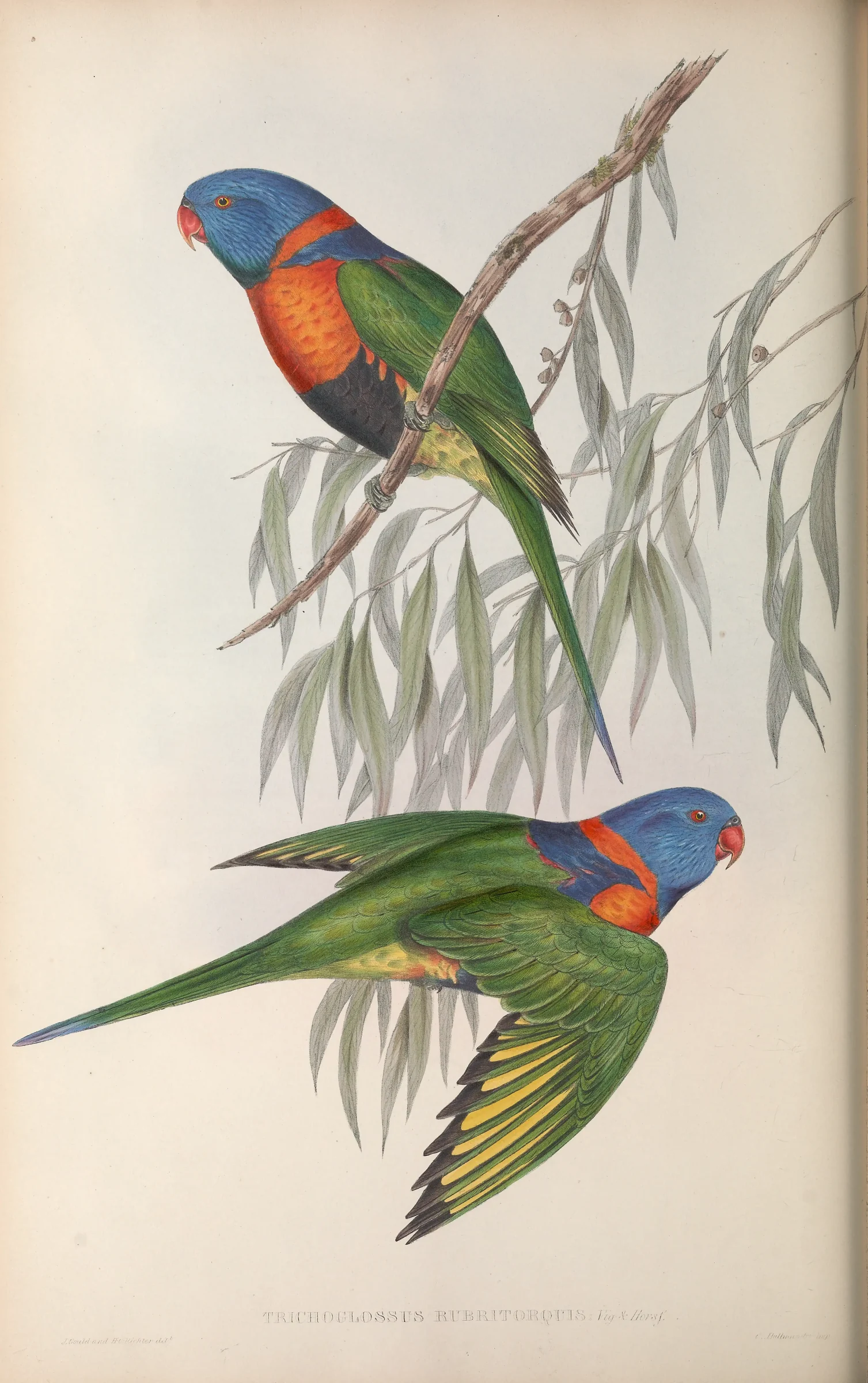 Historical bird plate: Red-collared Lorikeet
