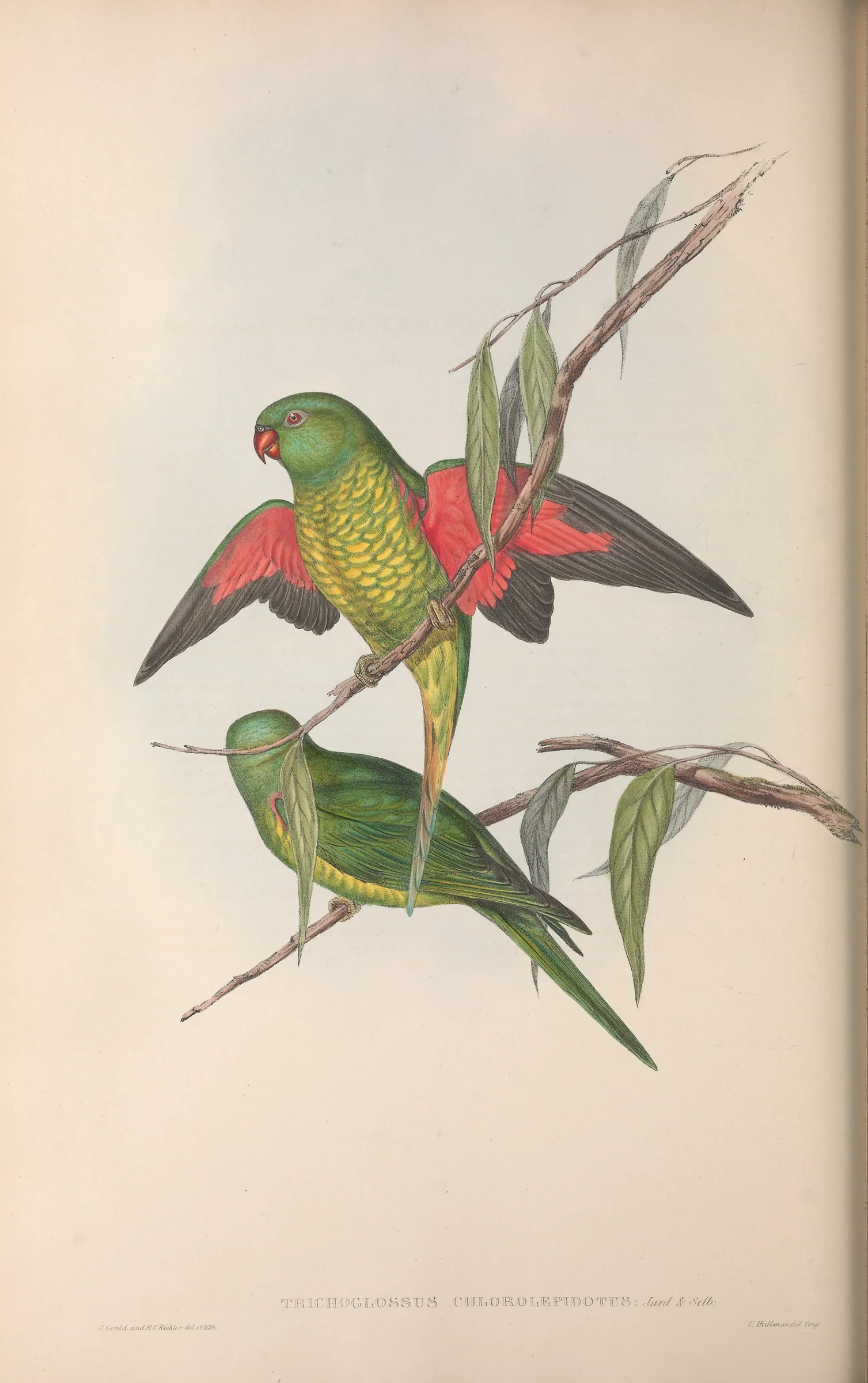 Historical bird plate: Scaly-breasted Lorikeet