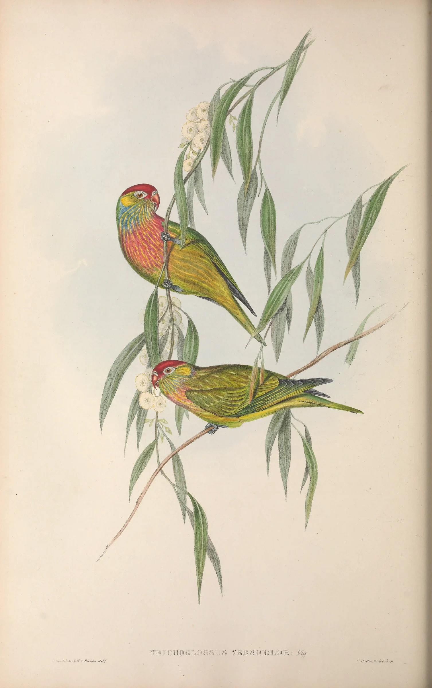 Historical bird plate: Varied Lorikeet