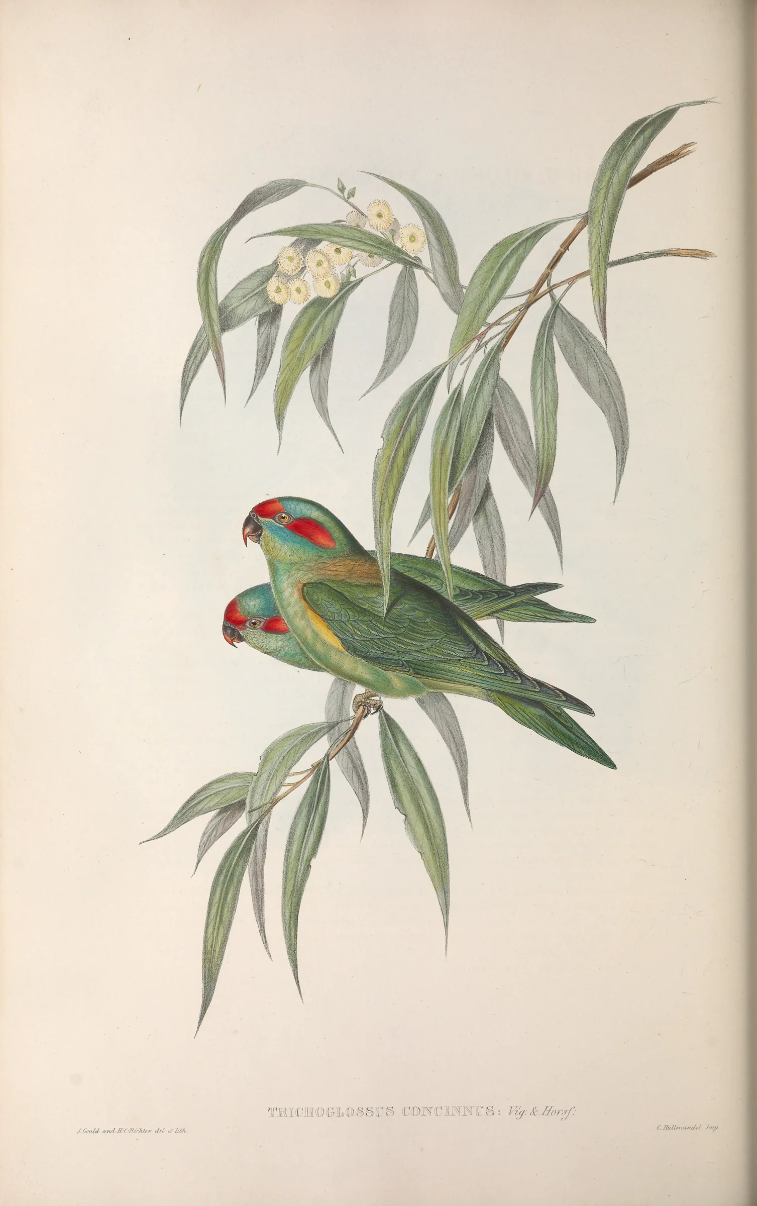 Historical bird plate: Musk Lorikeet