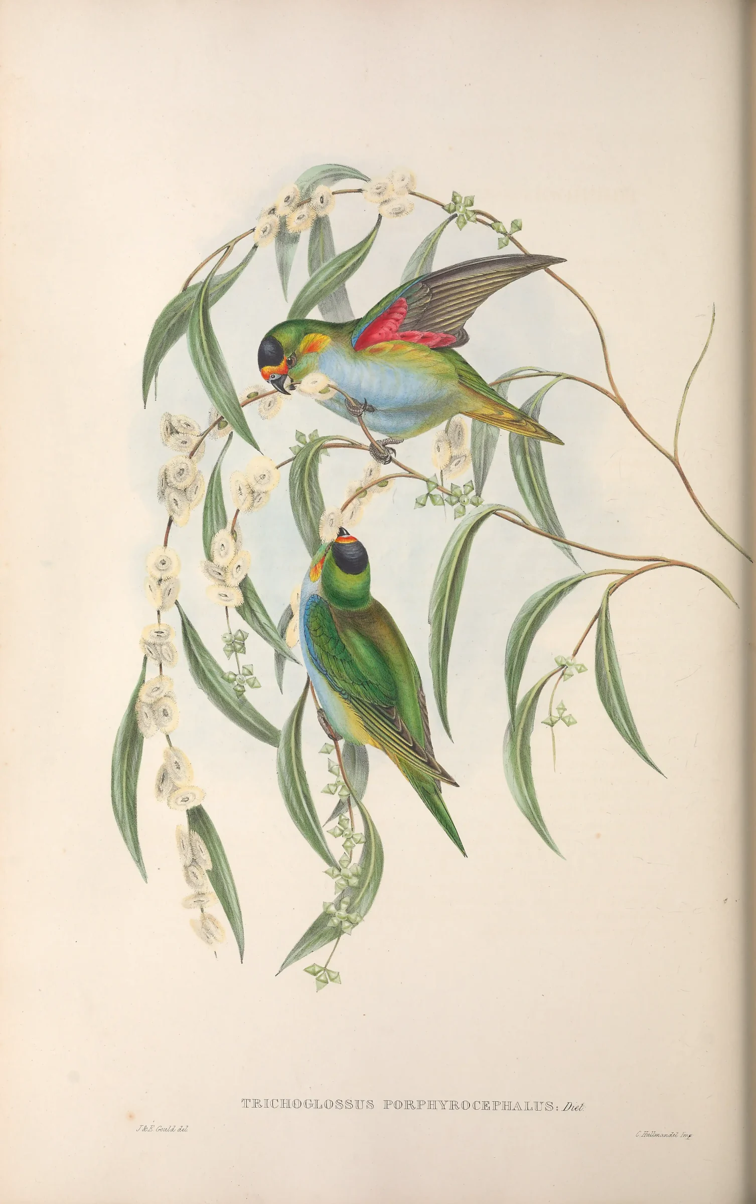 Historical bird plate: Purple-crowned Lorikeet