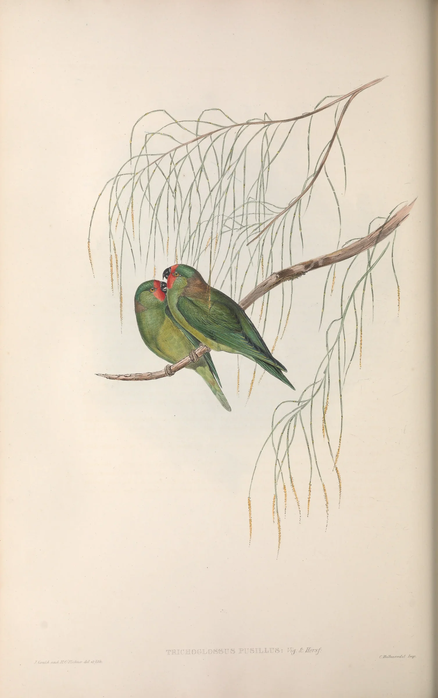 Historical bird plate: Little Lorikeet