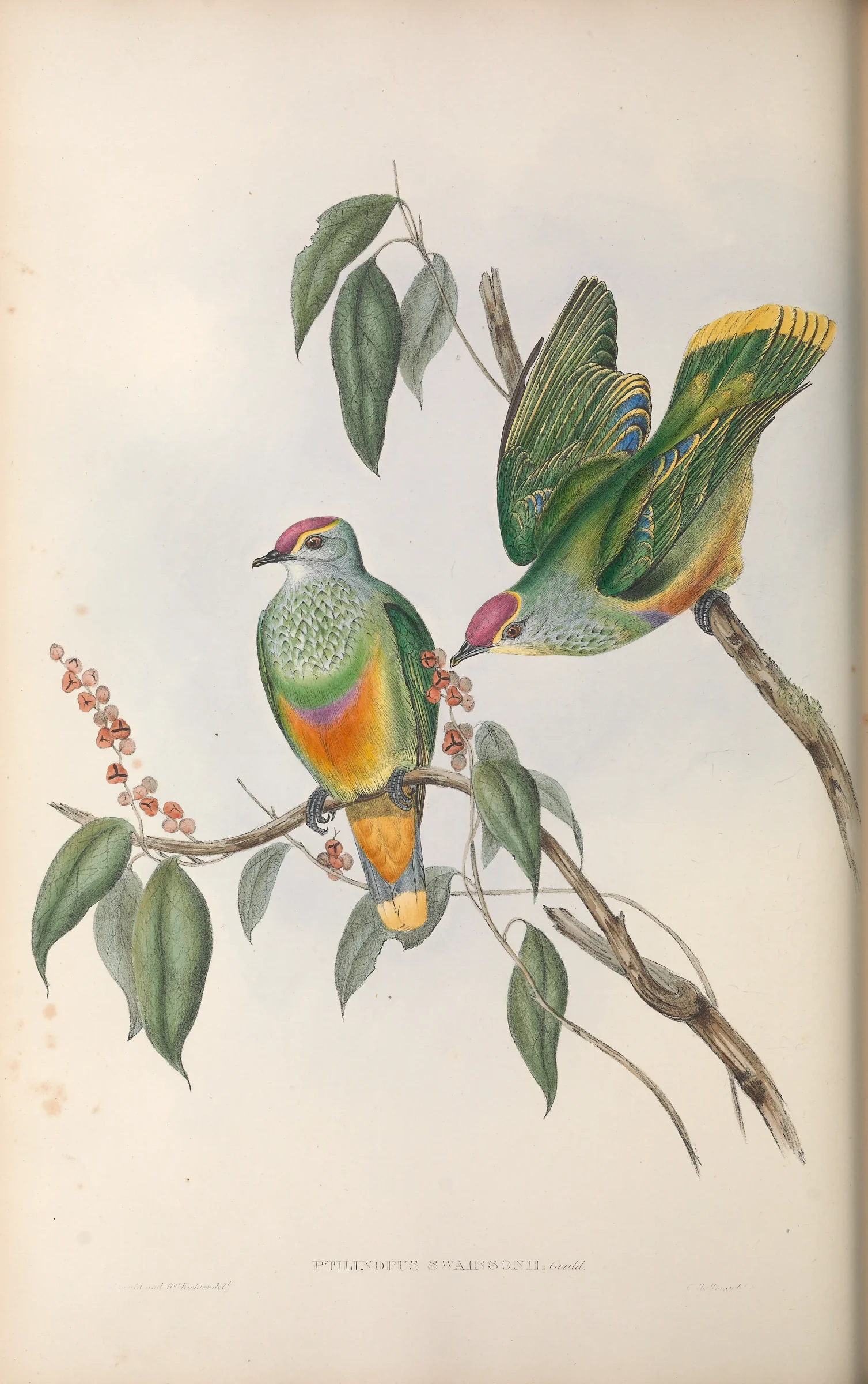 Historical bird plate: Rose-crowned Fruit Dove