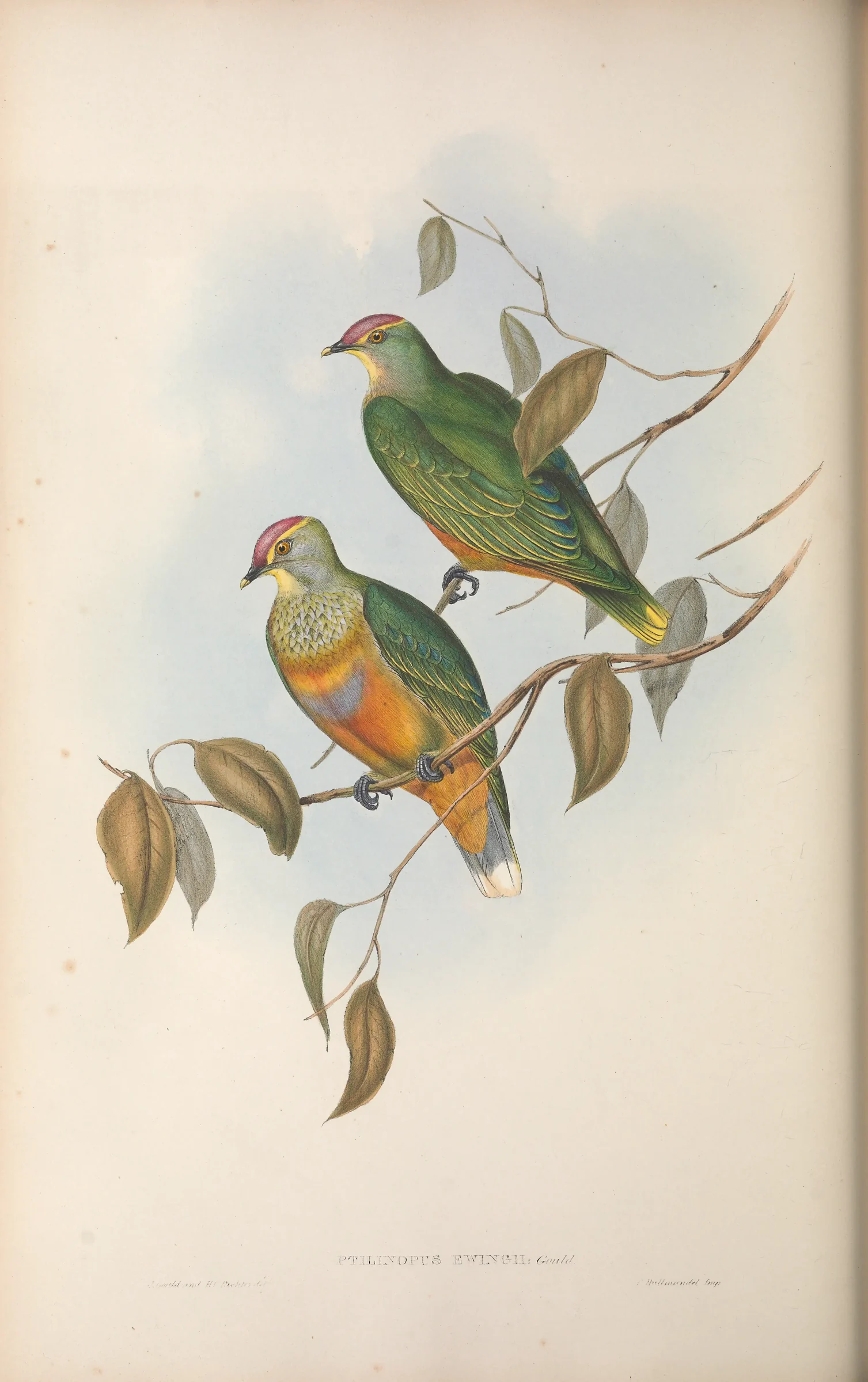 Historical bird plate: Rose-crowned Fruit Dove