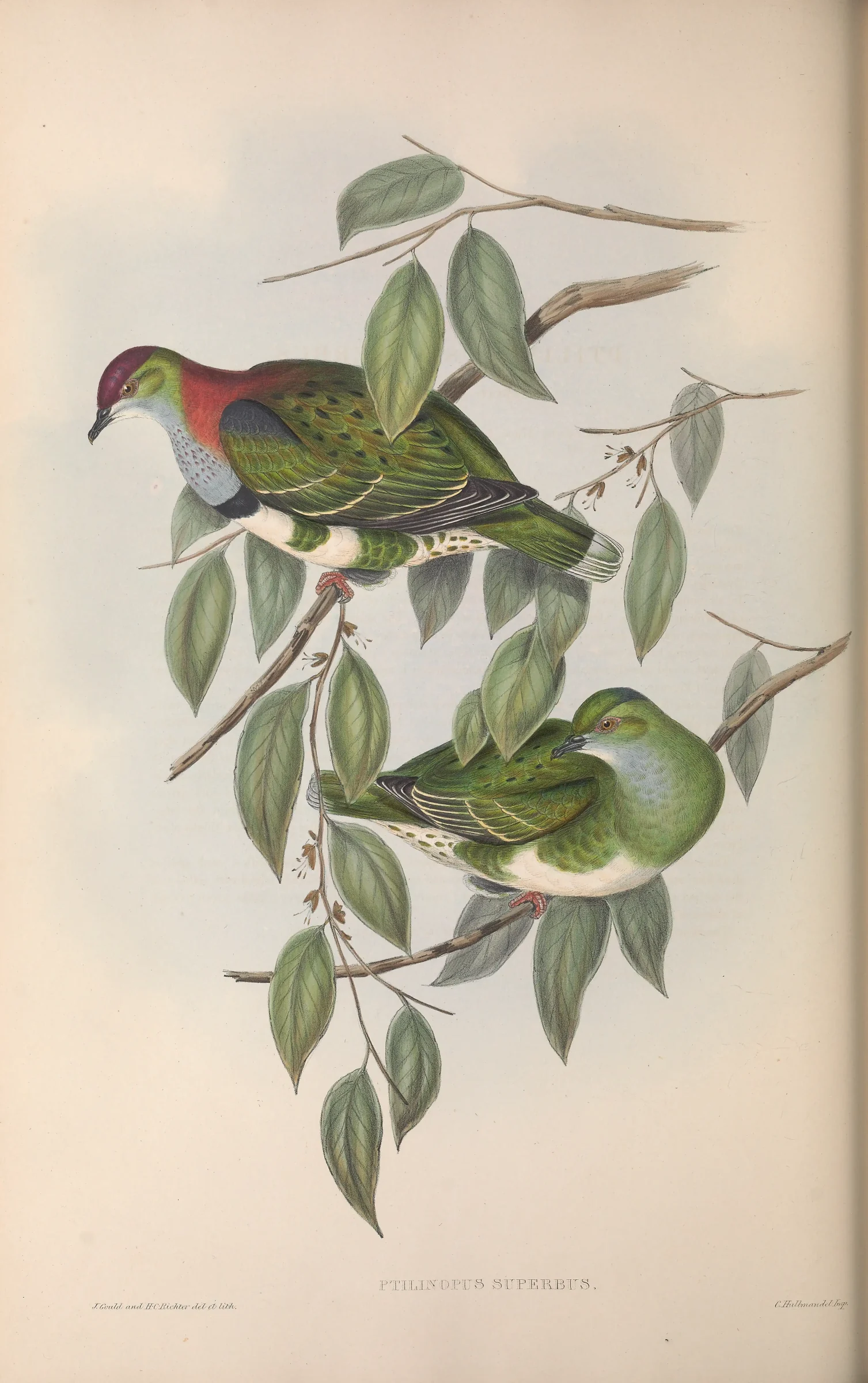 Historical bird plate: Superb Fruit Dove
