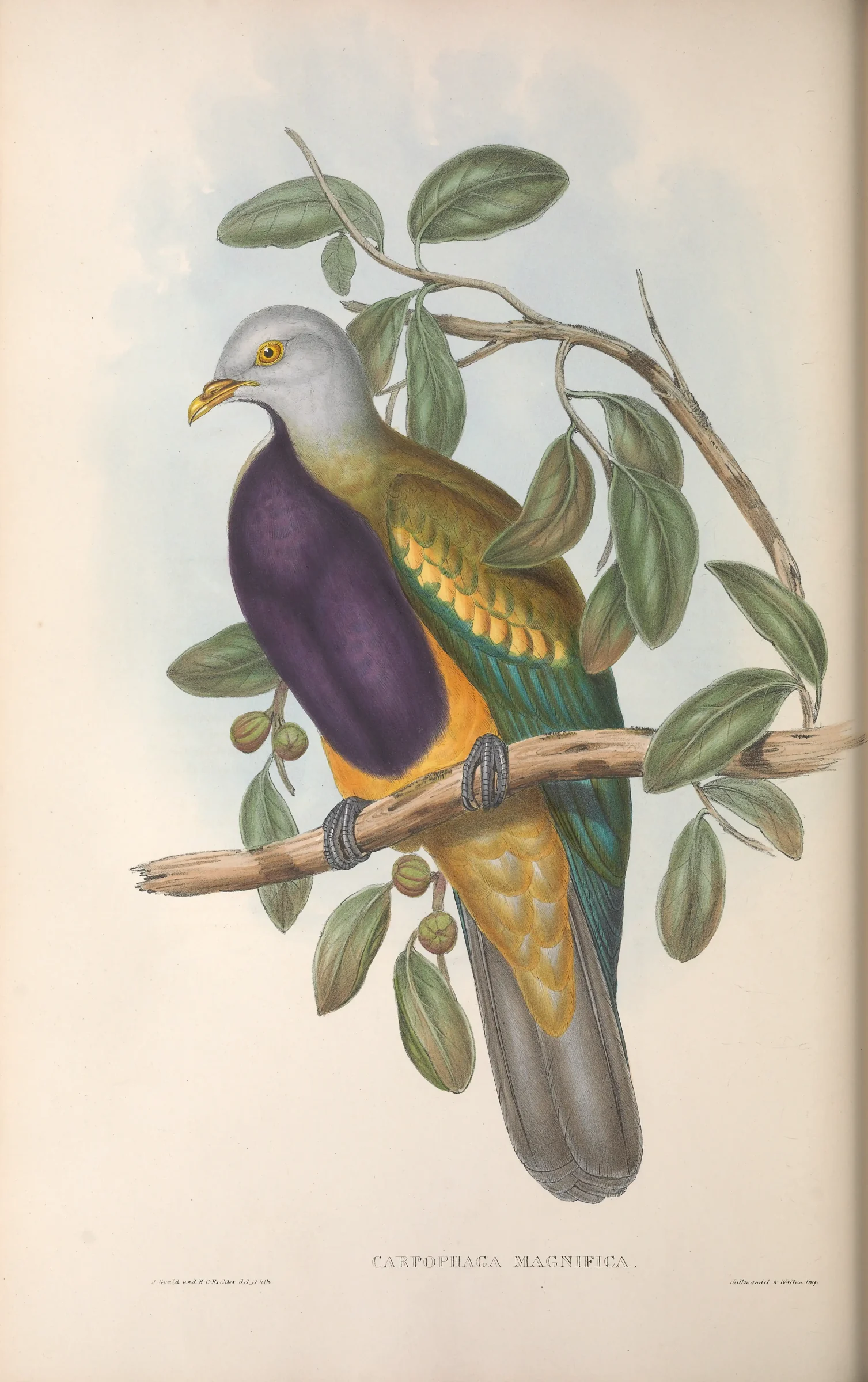 Historical bird plate: Wompoo Fruit Dove