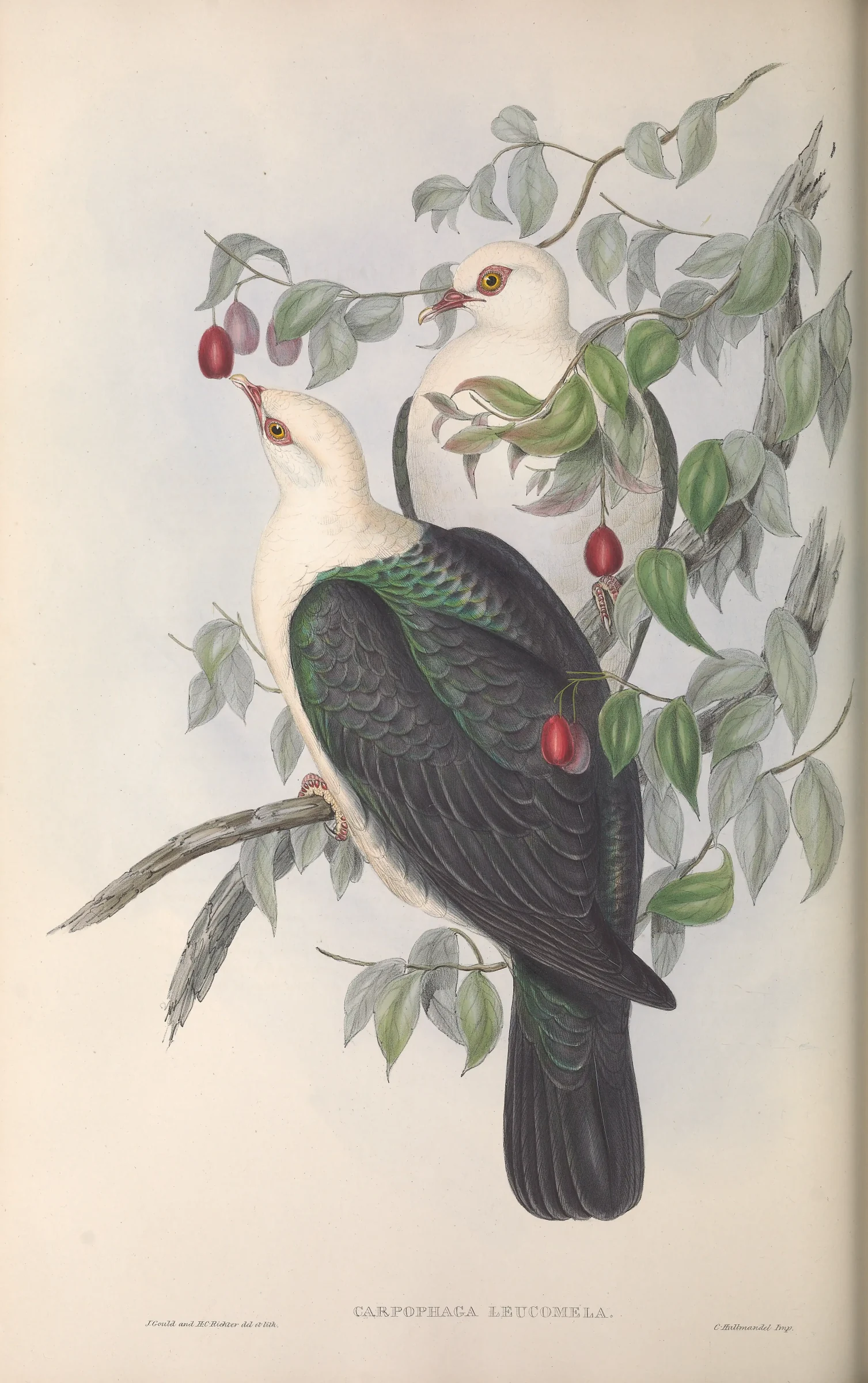 Historical bird plate: White-headed Pigeon