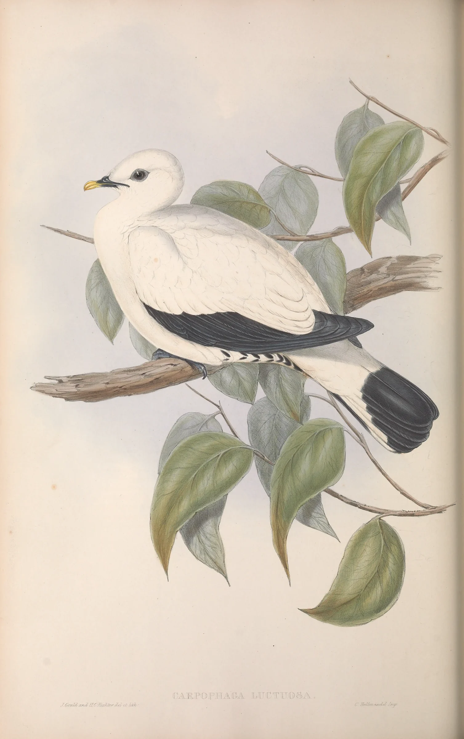 Historical bird plate: Torresian Imperial Pigeon