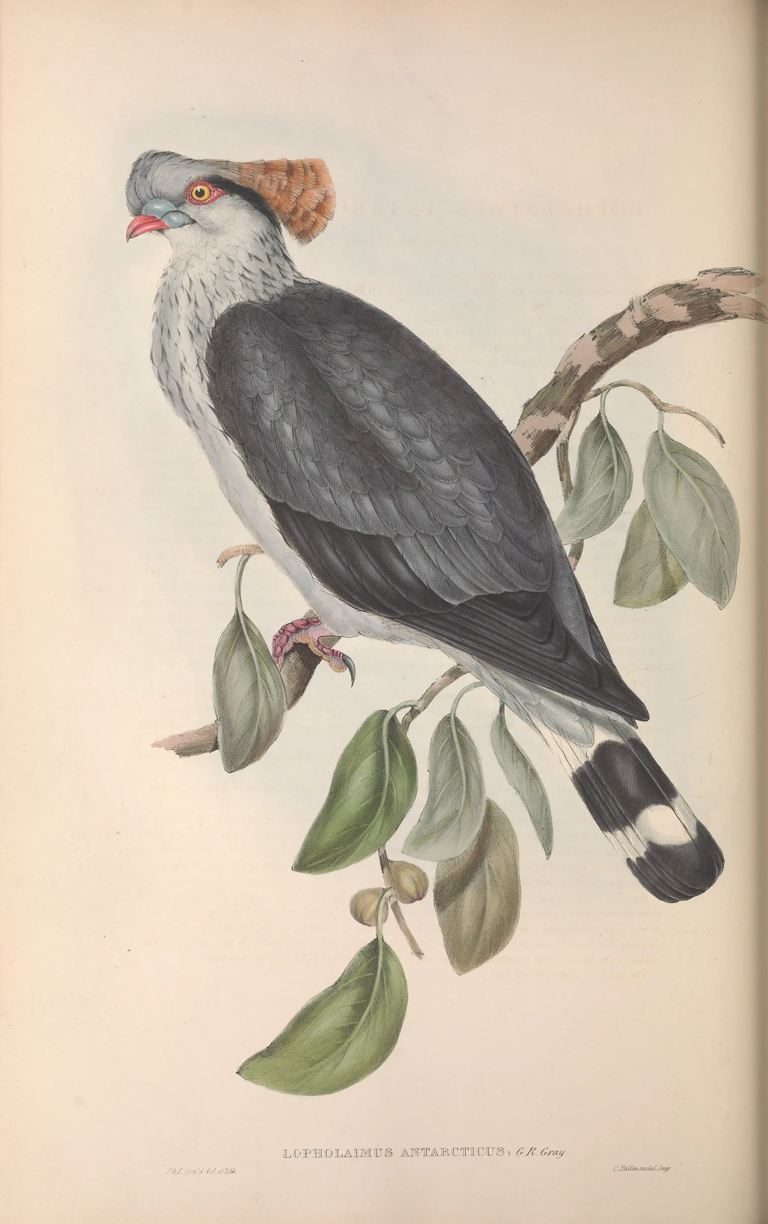 Historical bird plate: Topknot Pigeon