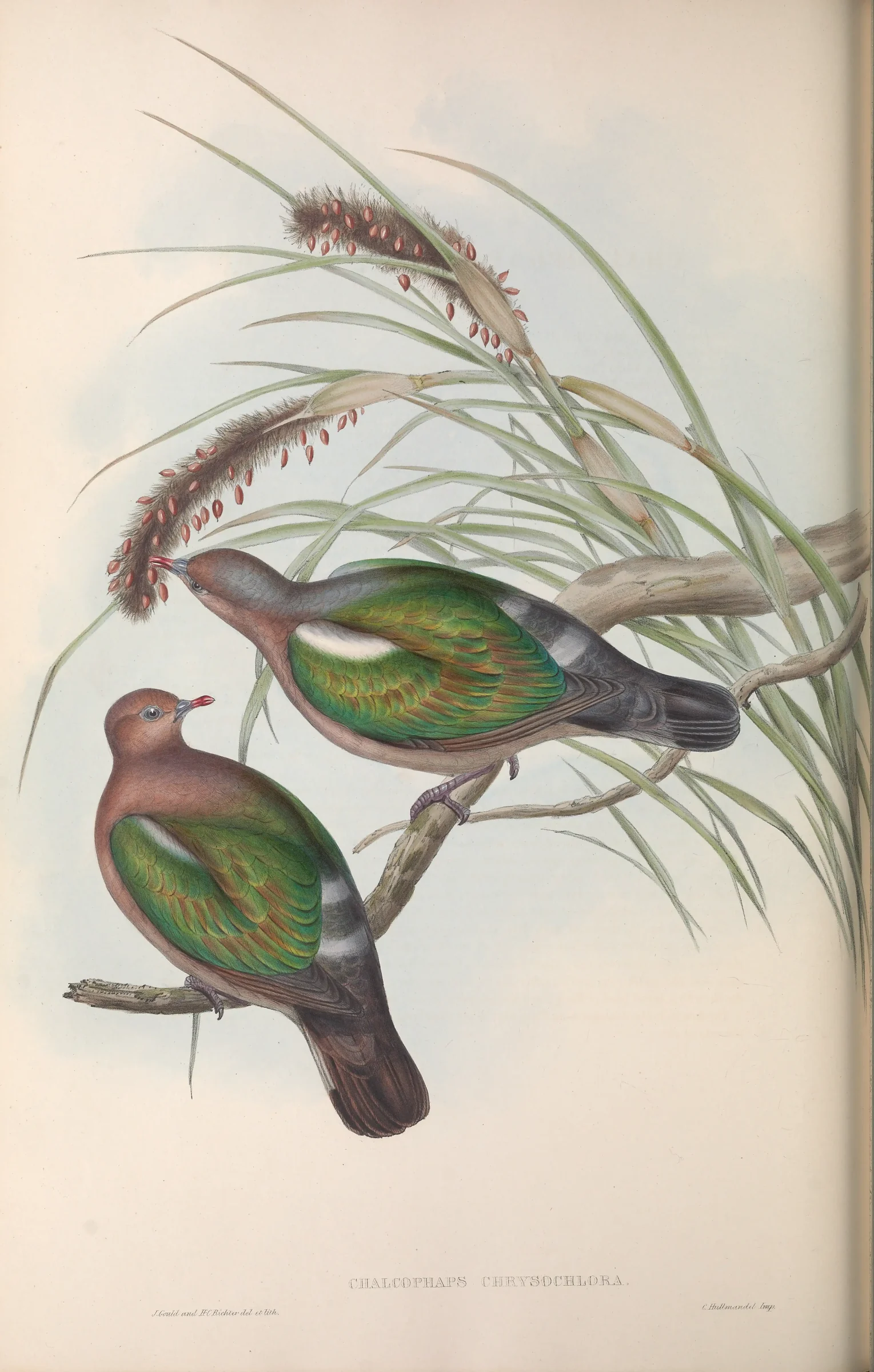 Historical bird plate: Pacific Emerald Dove