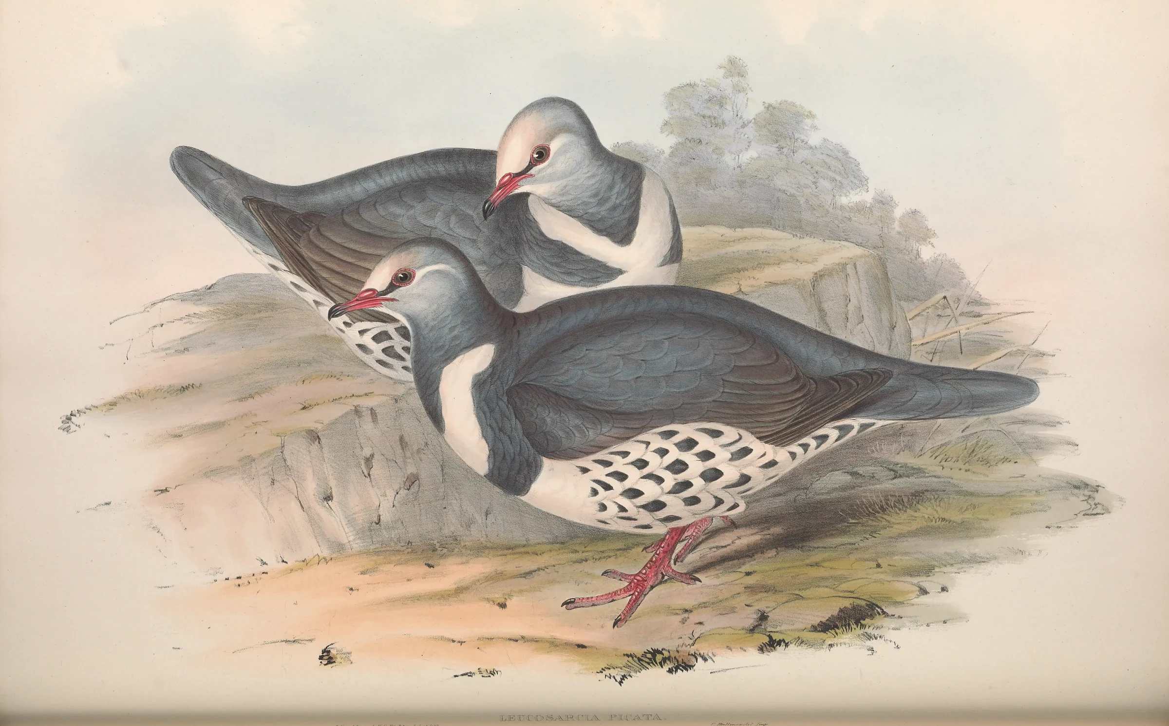 Historical bird plate: Wonga Pigeon