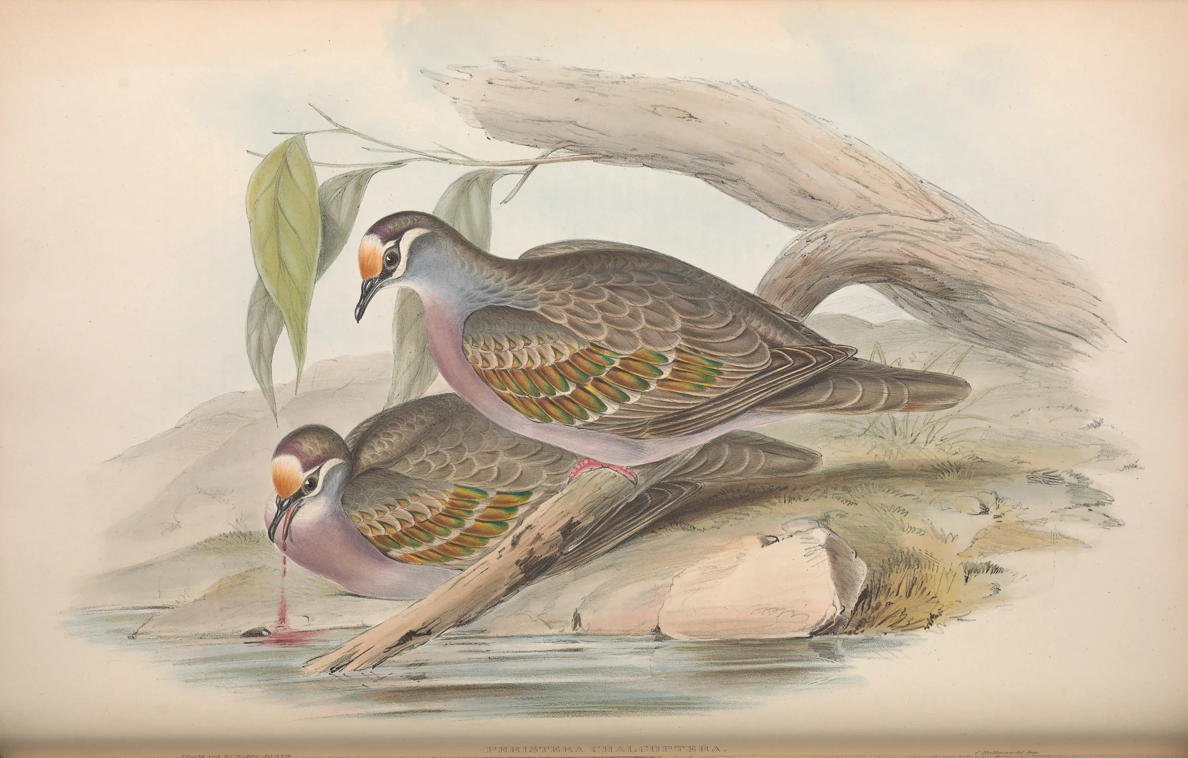 Historical bird plate: Common Bronzewing