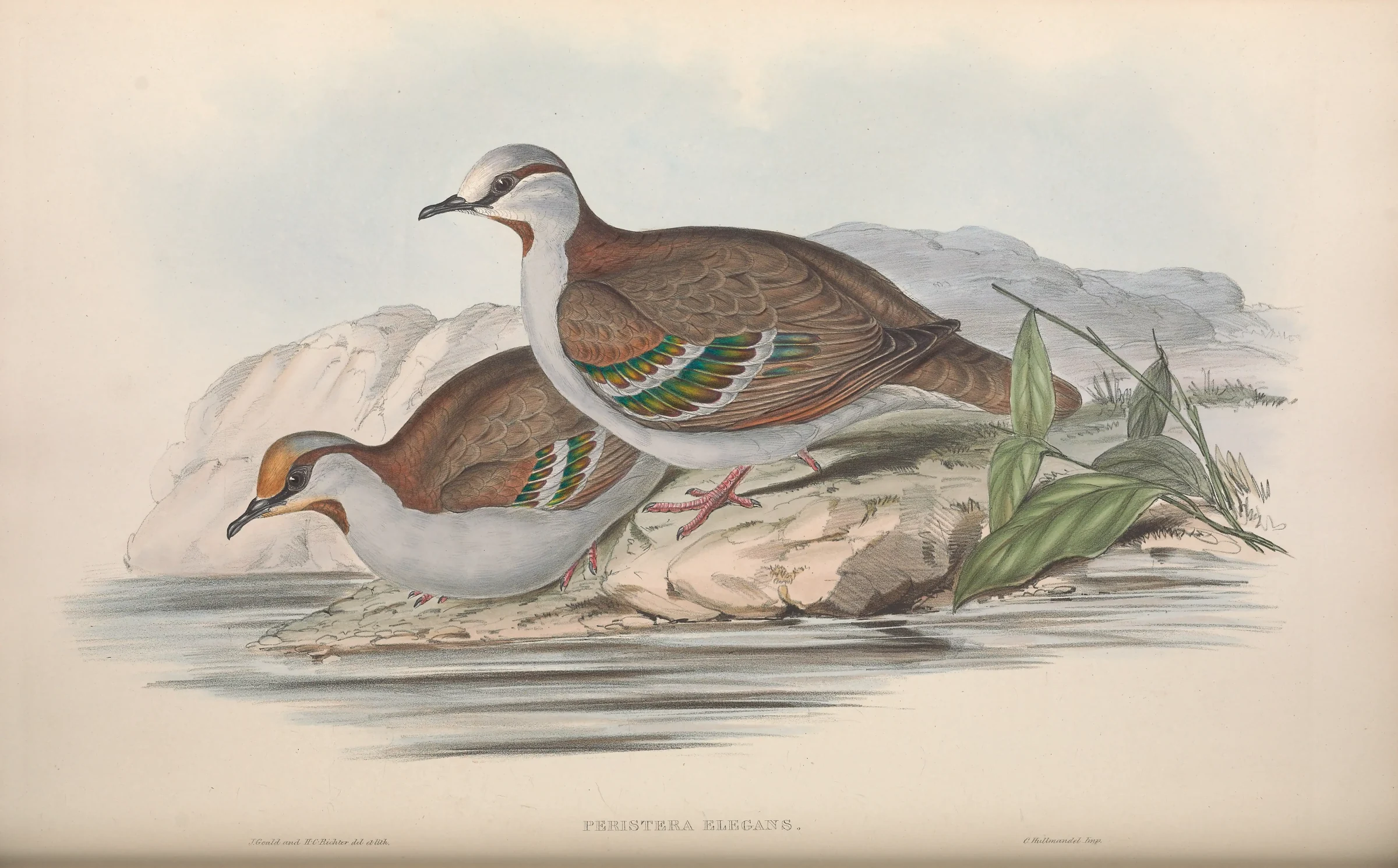 Historical bird plate: Brush Bronzewing
