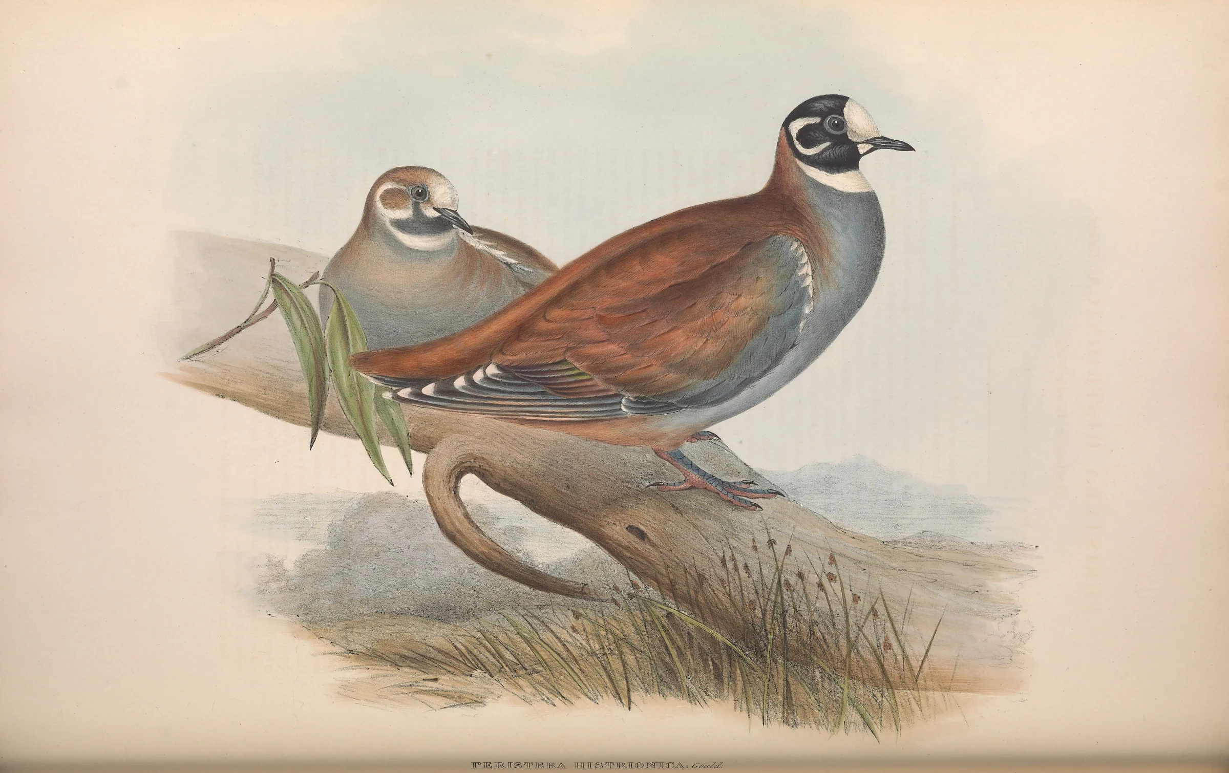 Historical bird plate: Flock Bronzewing