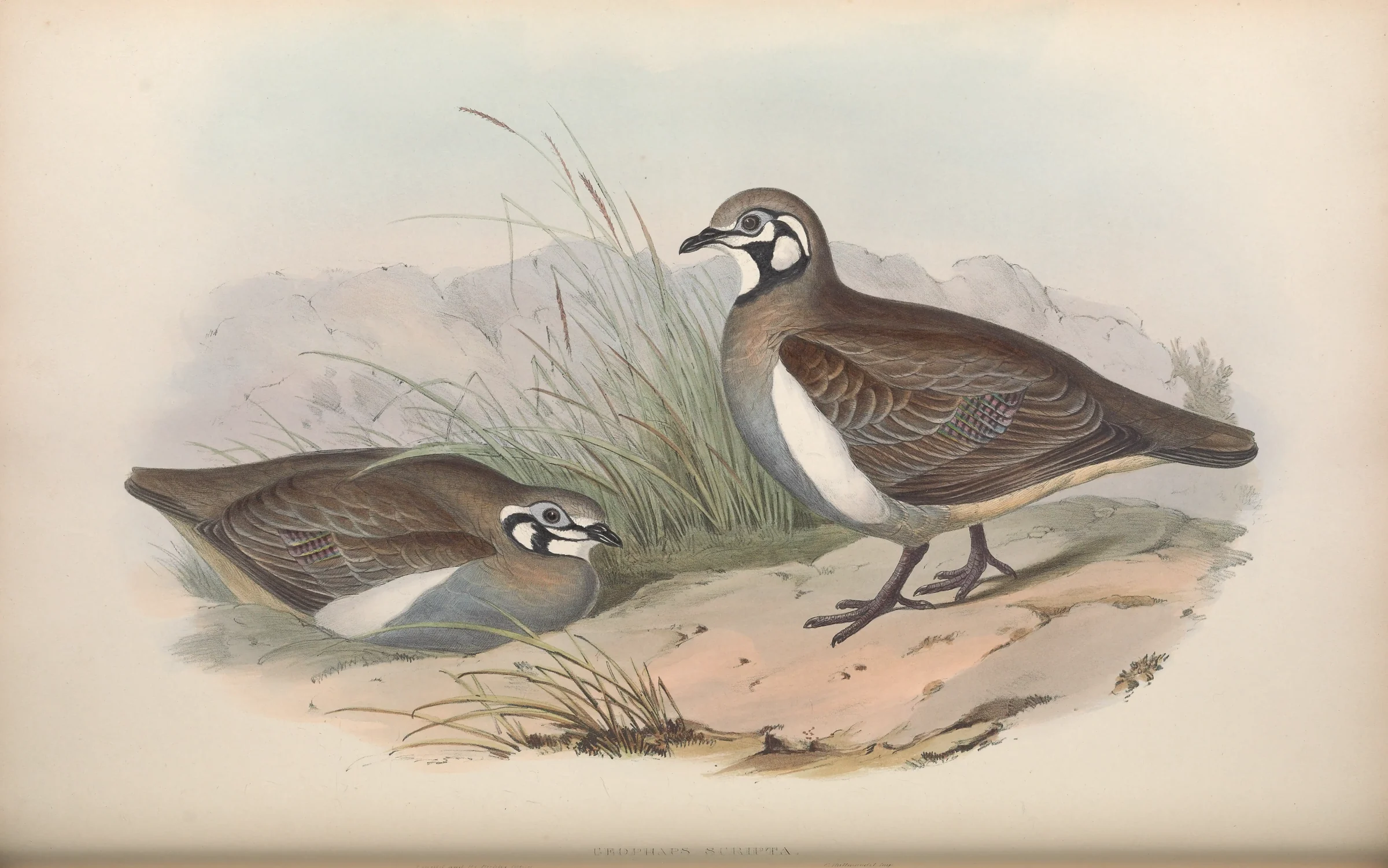 Historical bird plate: Squatter Pigeon