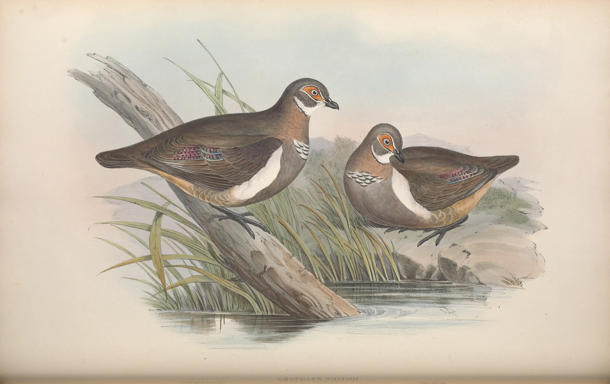 Historical bird plate: Partridge Pigeon