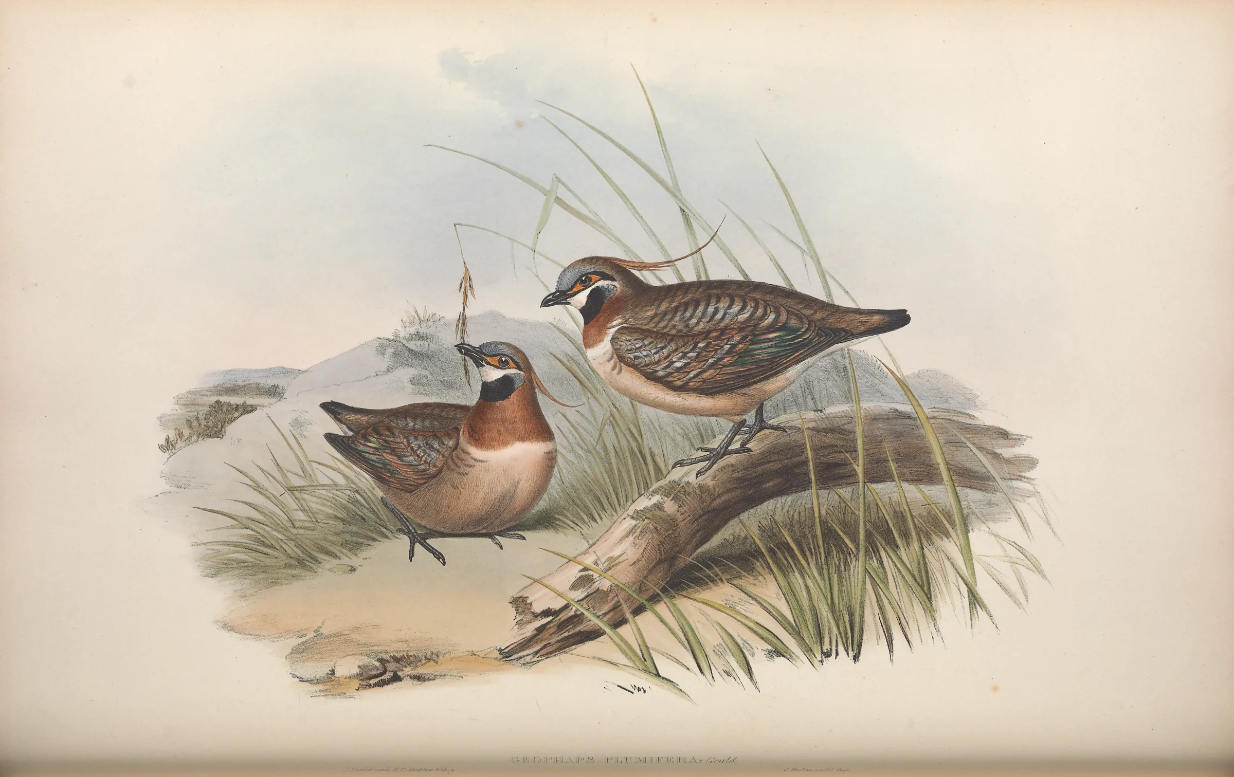 Historical bird plate: Spinifex Pigeon