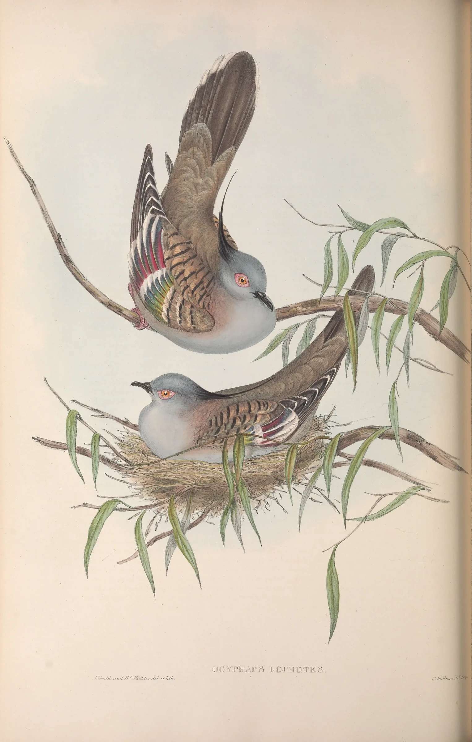 Historical bird plate: Crested Pigeon