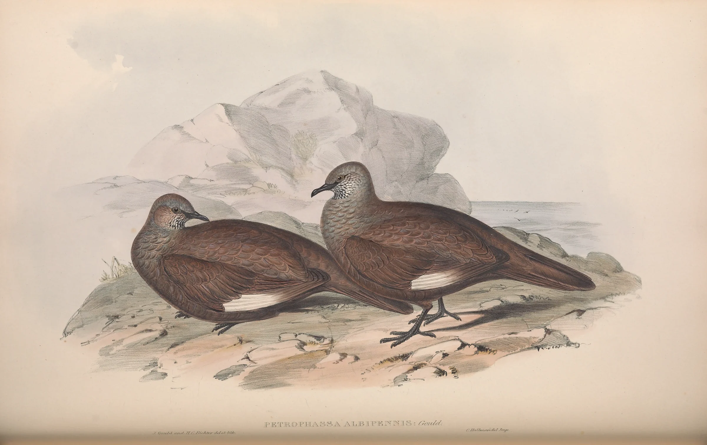 Historical bird plate: White-quilled Rock Pigeon