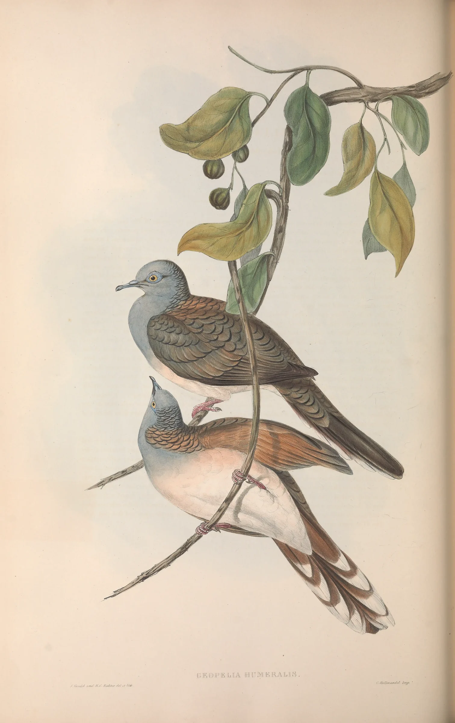 Historical bird plate: Bar-shouldered Dove