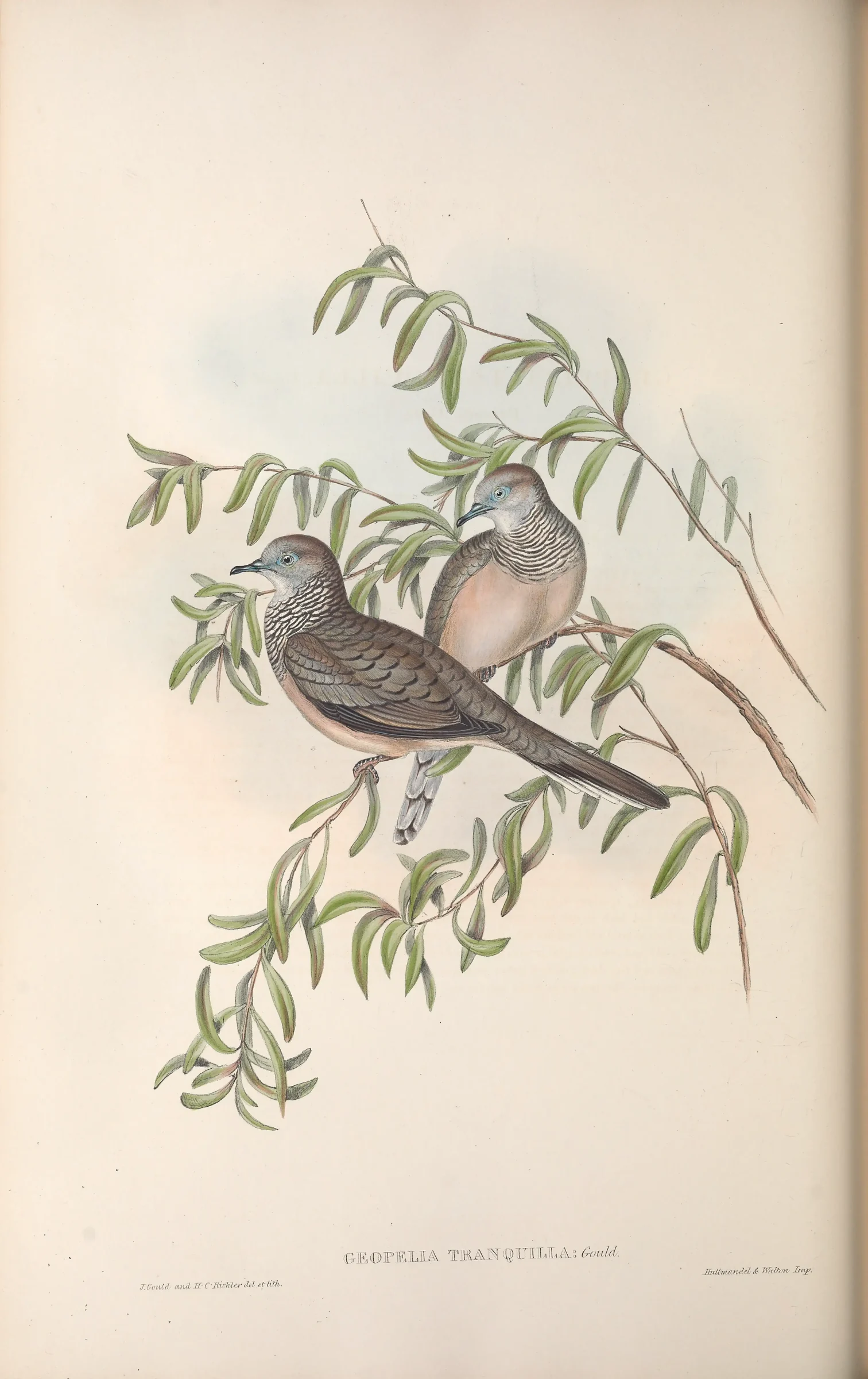 Historical bird plate: Peaceful Dove