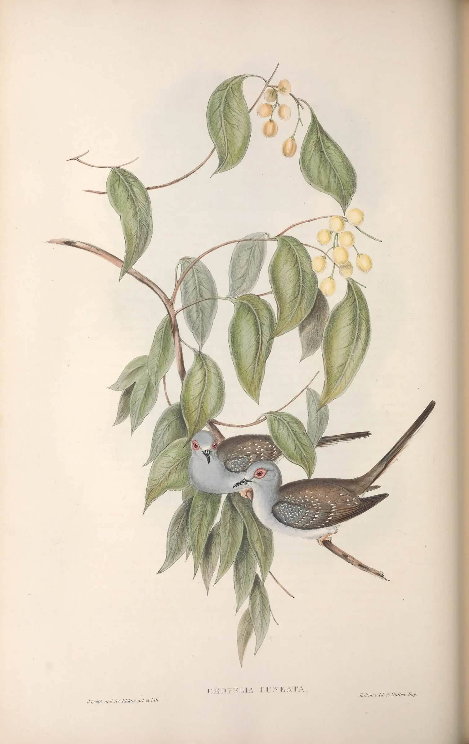 Historical bird plate: Diamond Dove