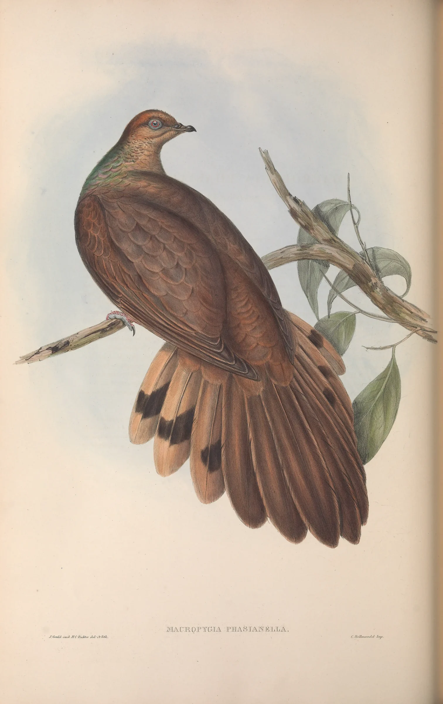 Historical bird plate: Brown Cuckoo-Dove