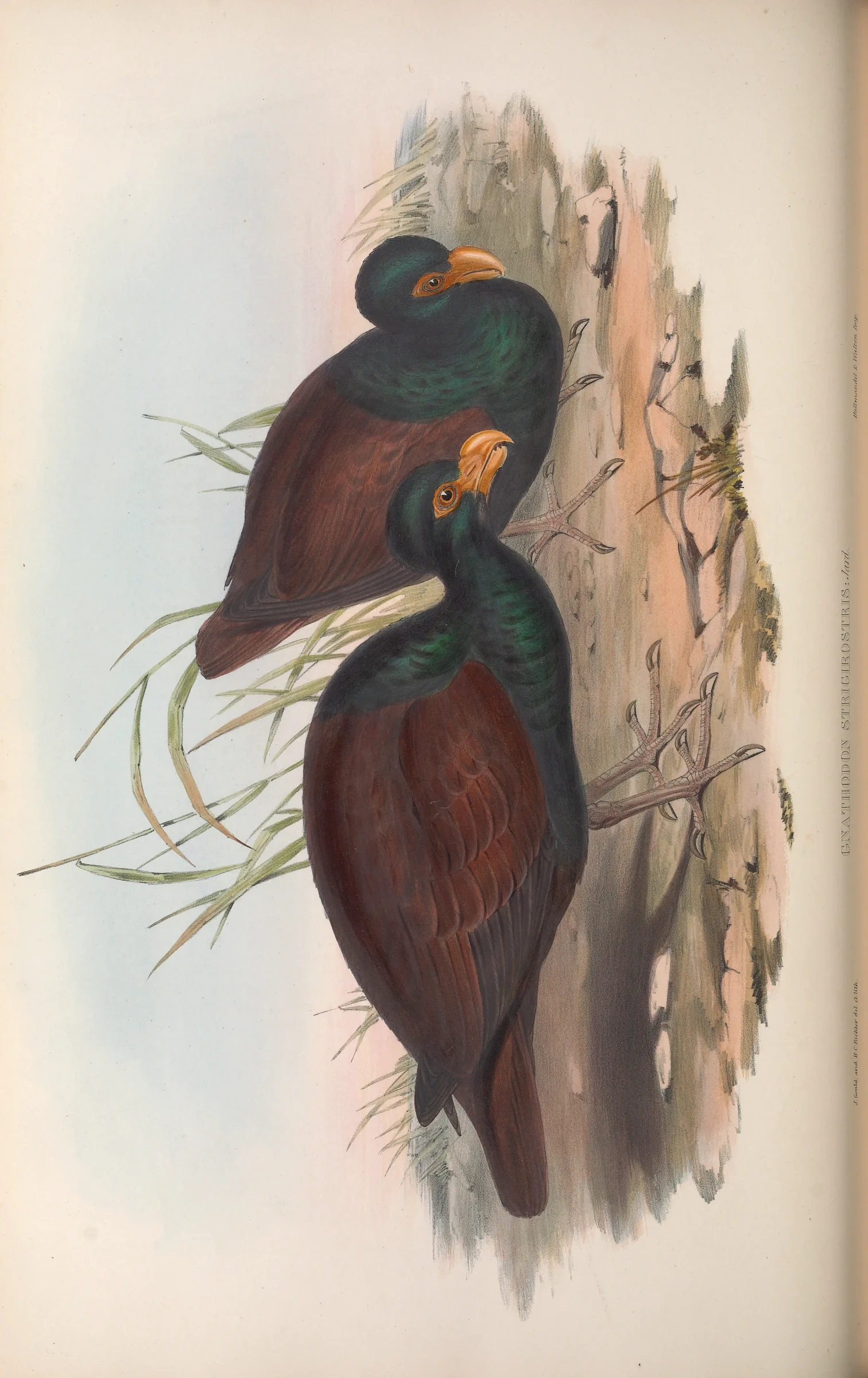 Historical bird plate: Tooth-billed Pigeon
