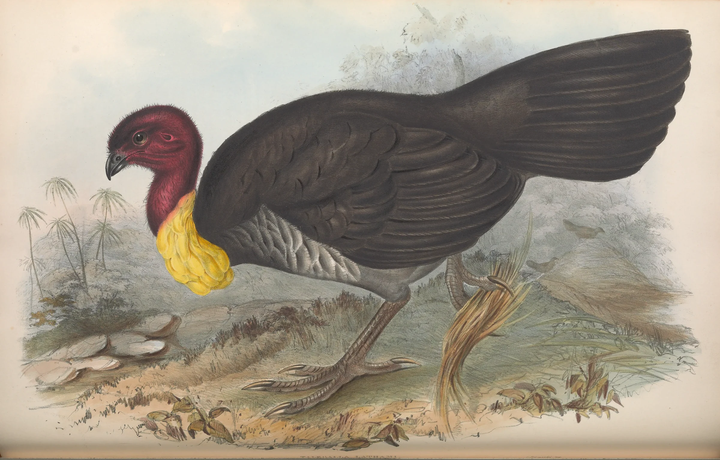 Historical bird plate: Australian Brushturkey