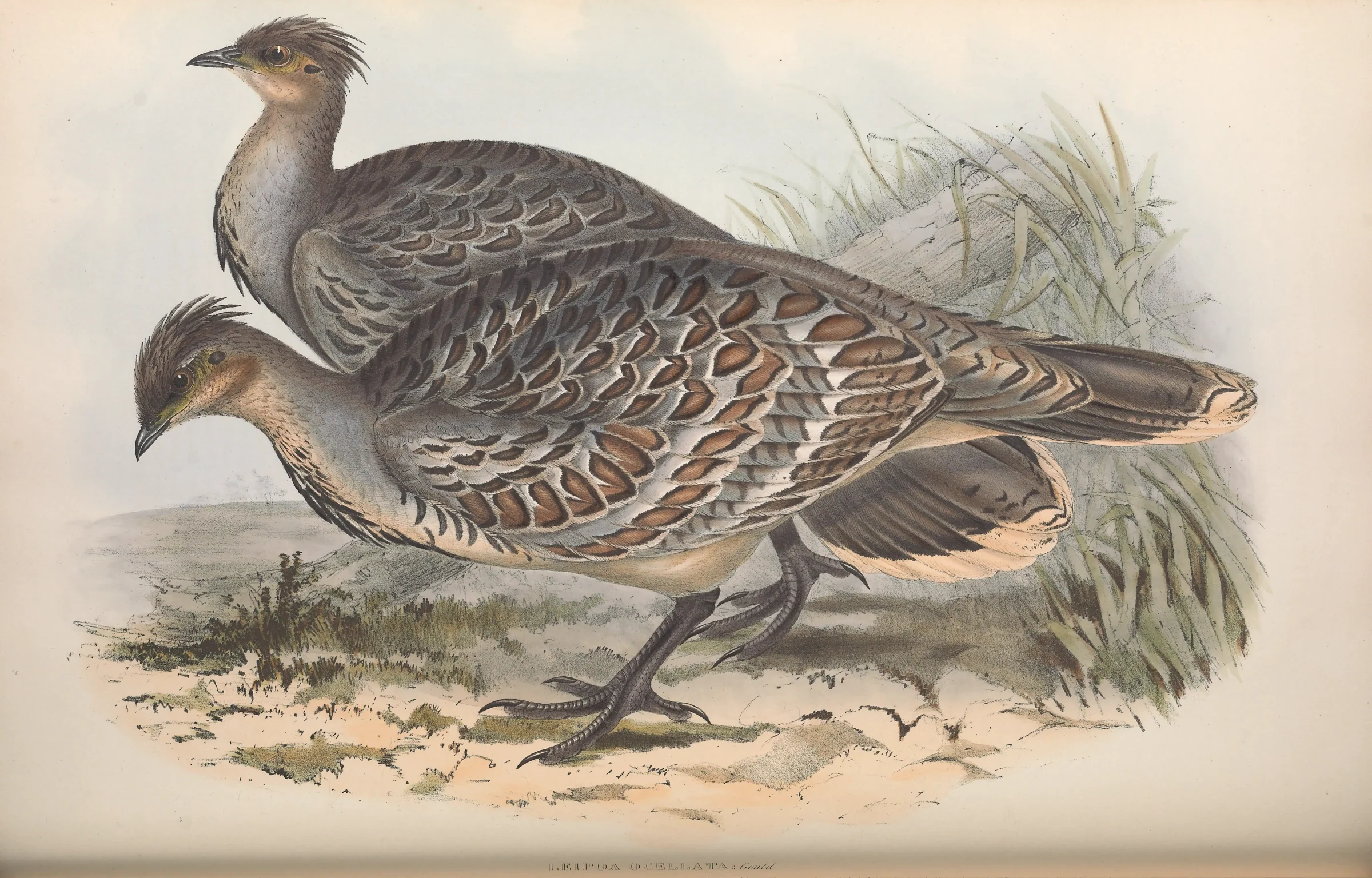 Historical bird plate: Malleefowl