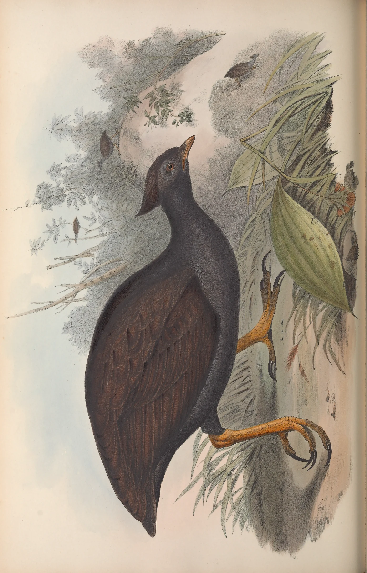 Historical bird plate: Orange-footed Scrubfowl