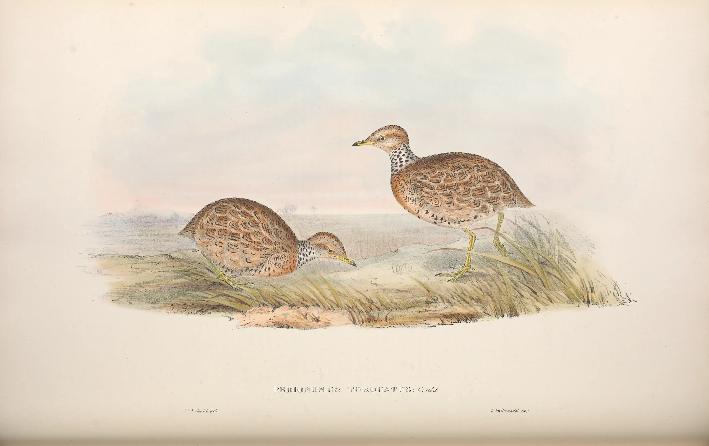 Historical bird plate: Plains-wanderer