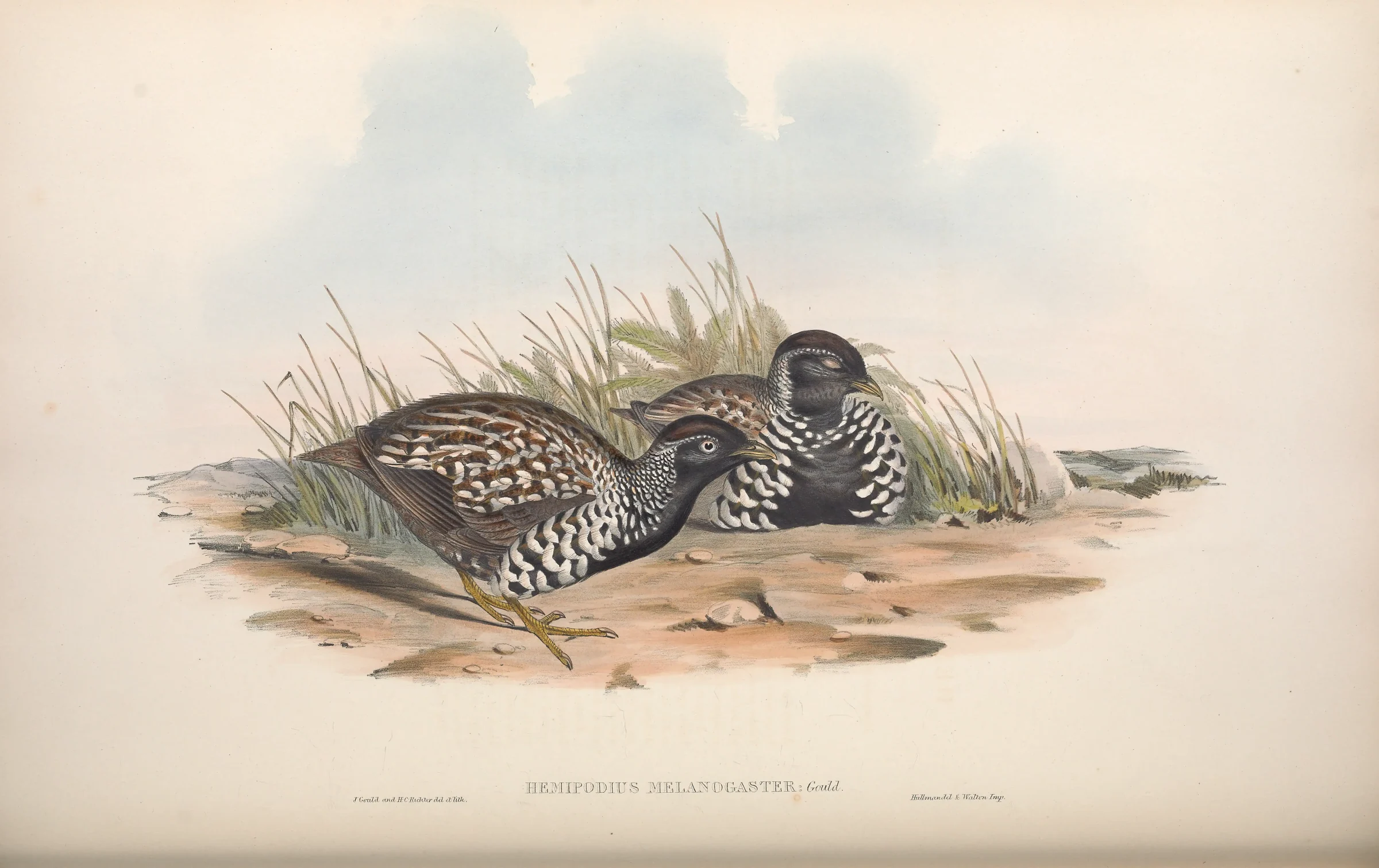 Historical bird plate: Black-breasted Buttonquail