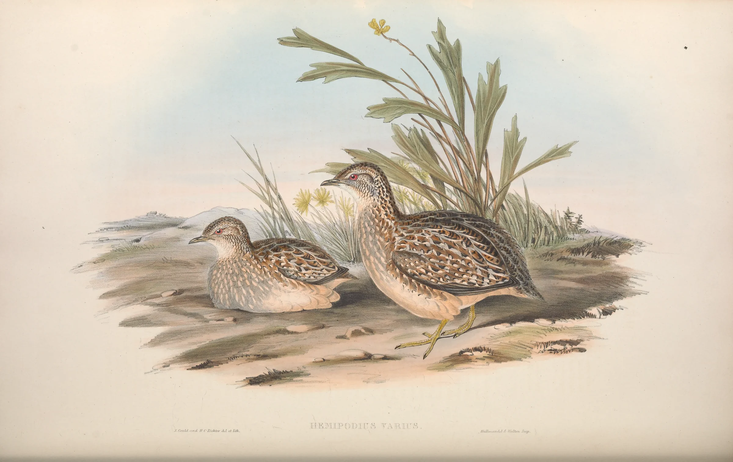 Historical bird plate: Painted Buttonquail