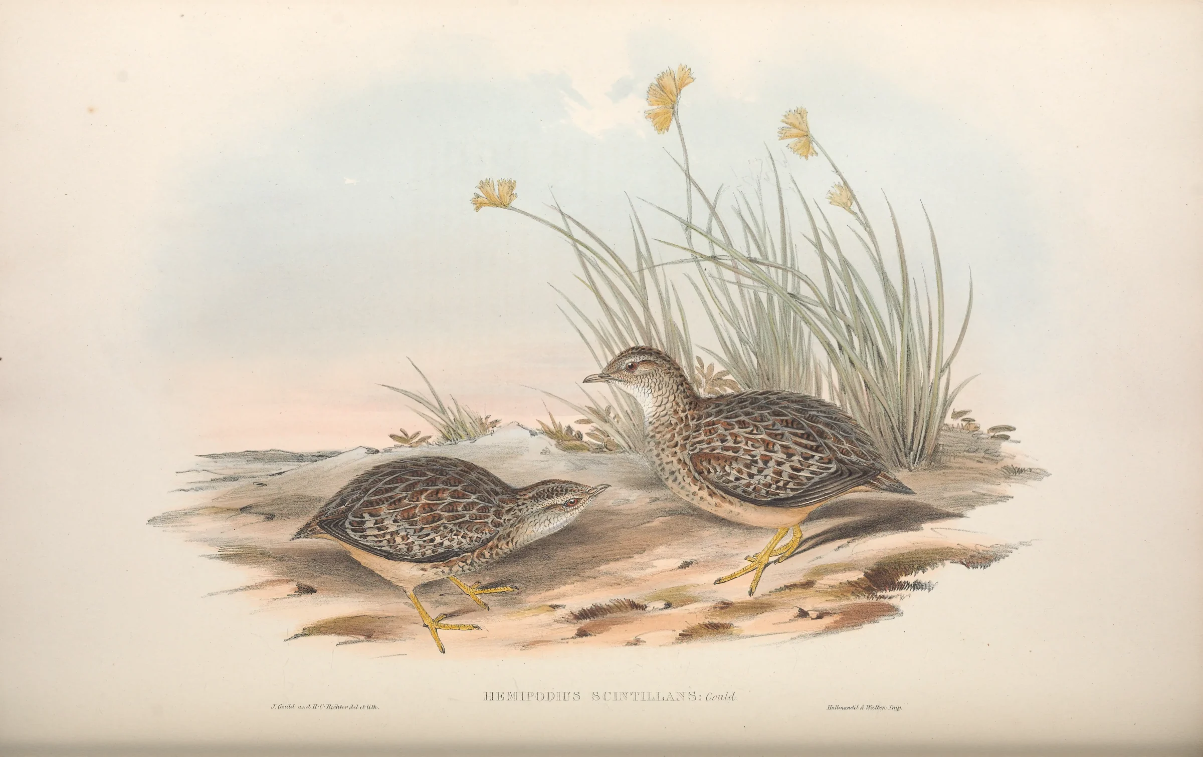 Historical bird plate: Painted Buttonquail