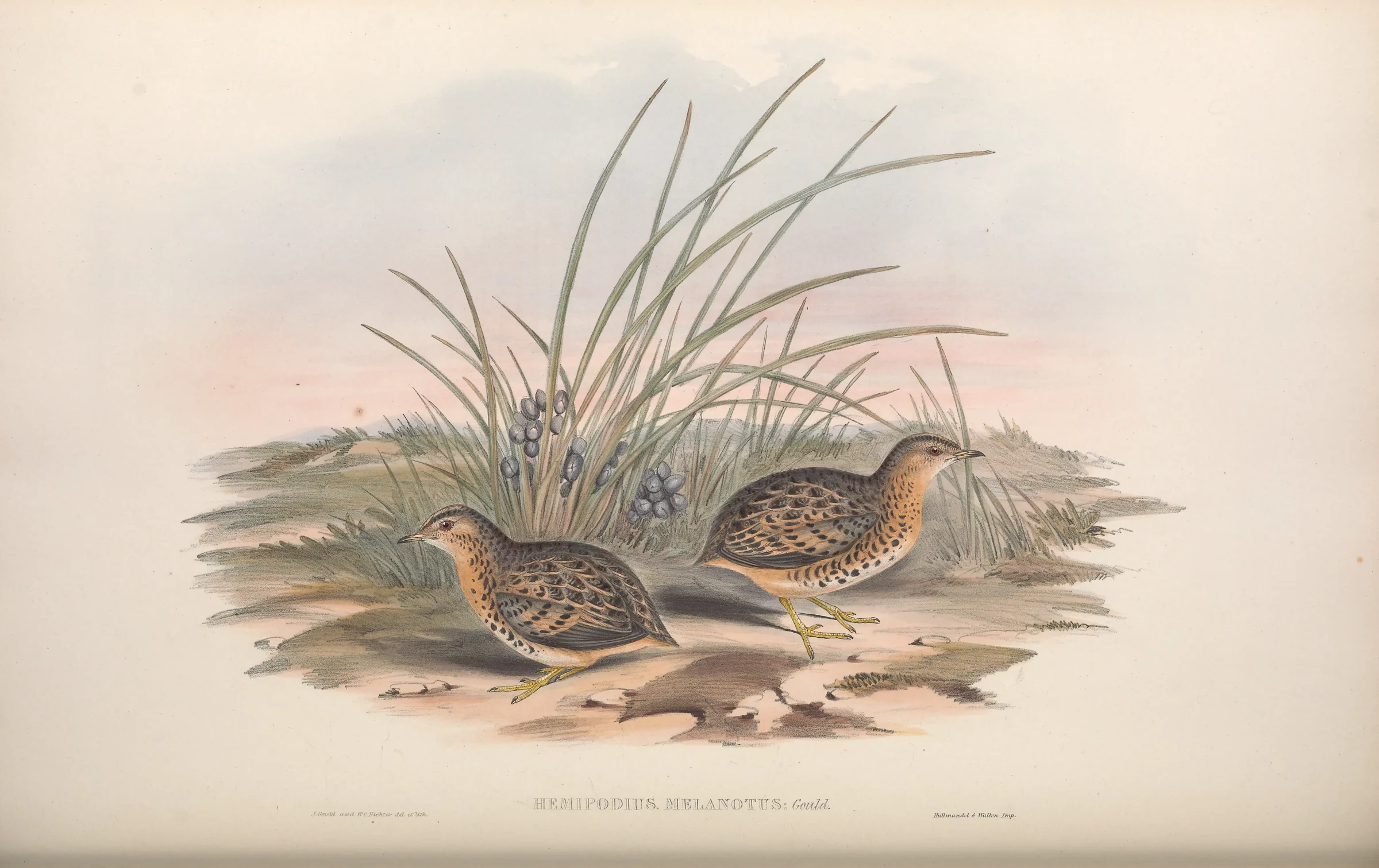 Historical bird plate: Red-backed Buttonquail
