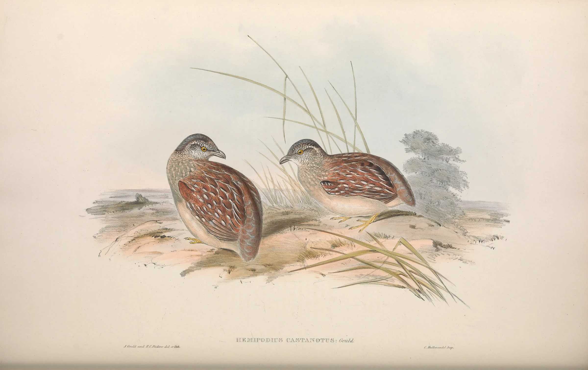 Historical bird plate: Chestnut-backed Buttonquail