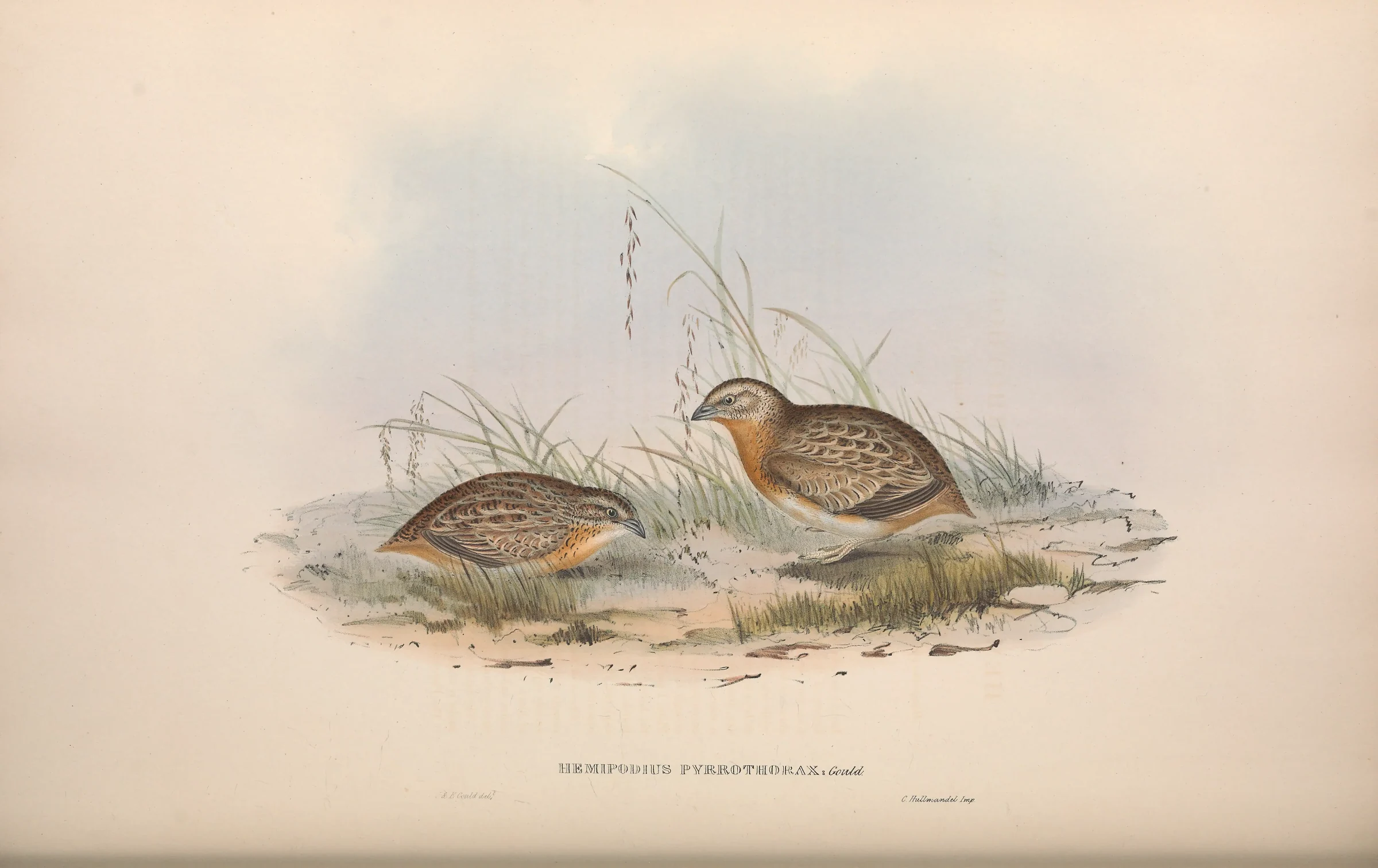 Historical bird plate: Red-chested Buttonquail