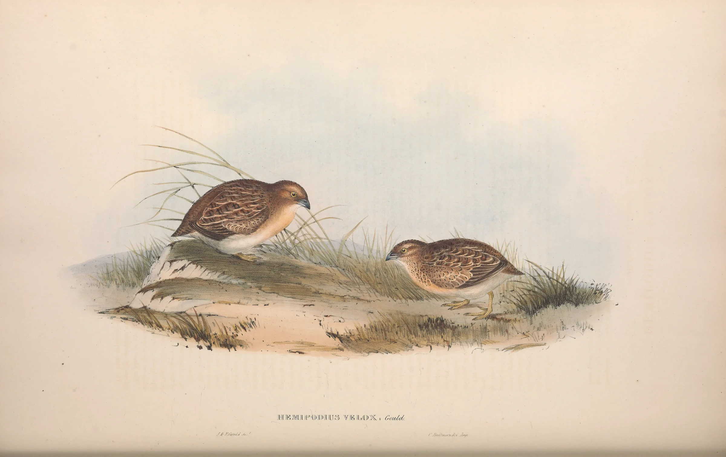 Historical bird plate: Little Buttonquail