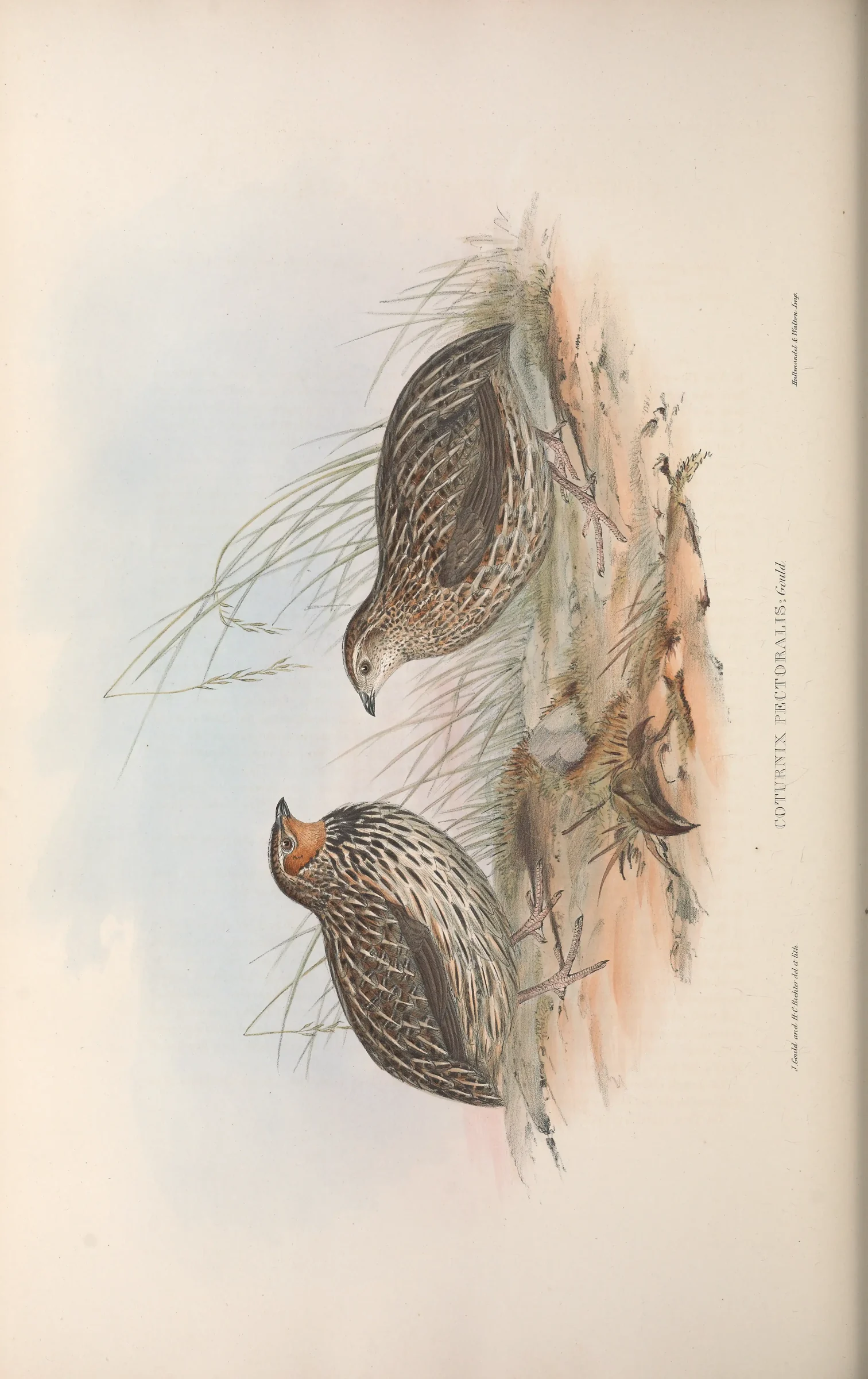 Historical bird plate: Stubble Quail