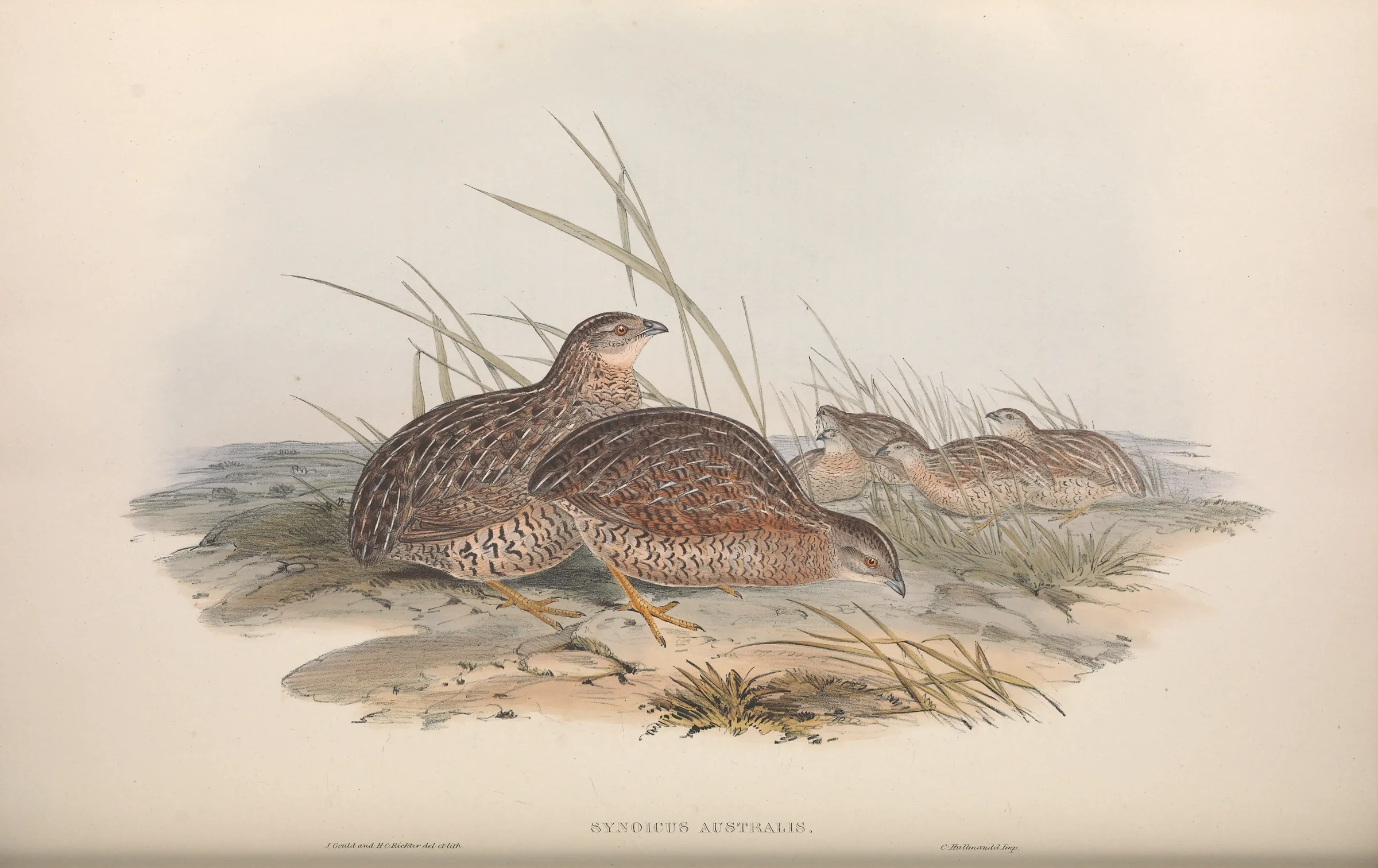Historical bird plate: Brown Quail